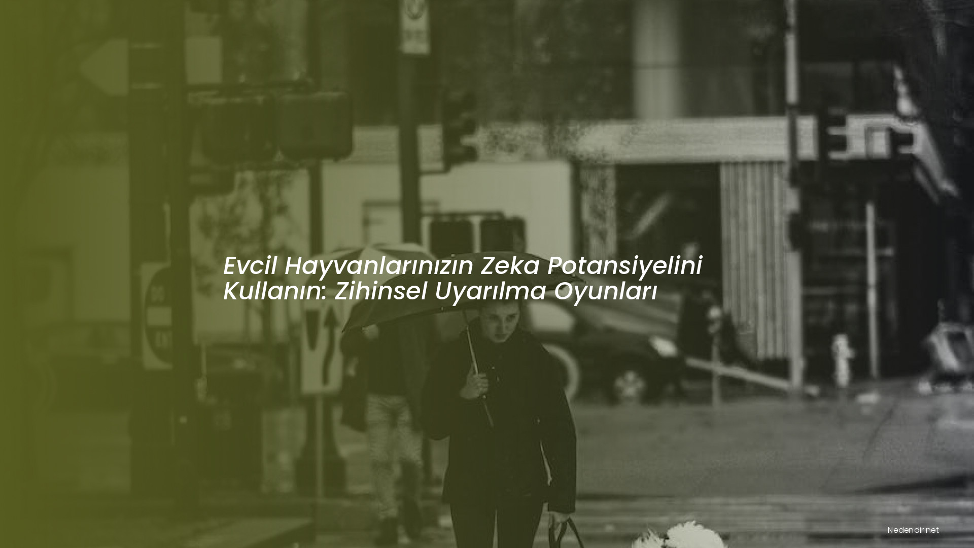 Evcil Hayvanlarınızın Zeka Potansiyelini Kullanın: Zihinsel Uyarılma Oyunları Evcil Hayvanlarınızın Zeka Potansiyelini Kullanın: Zihinsel Uyarılma Oyunları