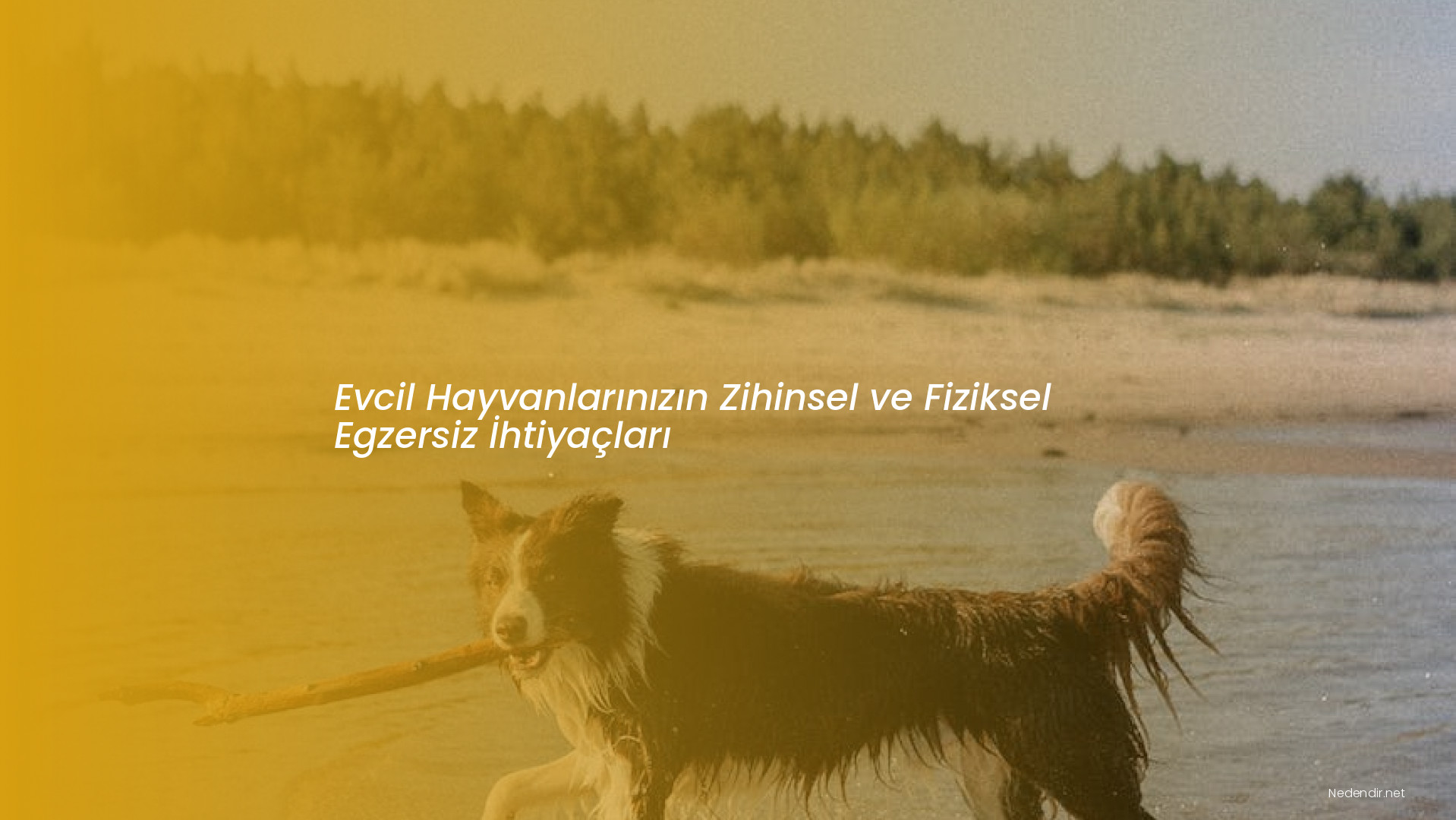 Evcil Hayvanlarınızın Zihinsel ve Fiziksel Egzersiz İhtiyaçları