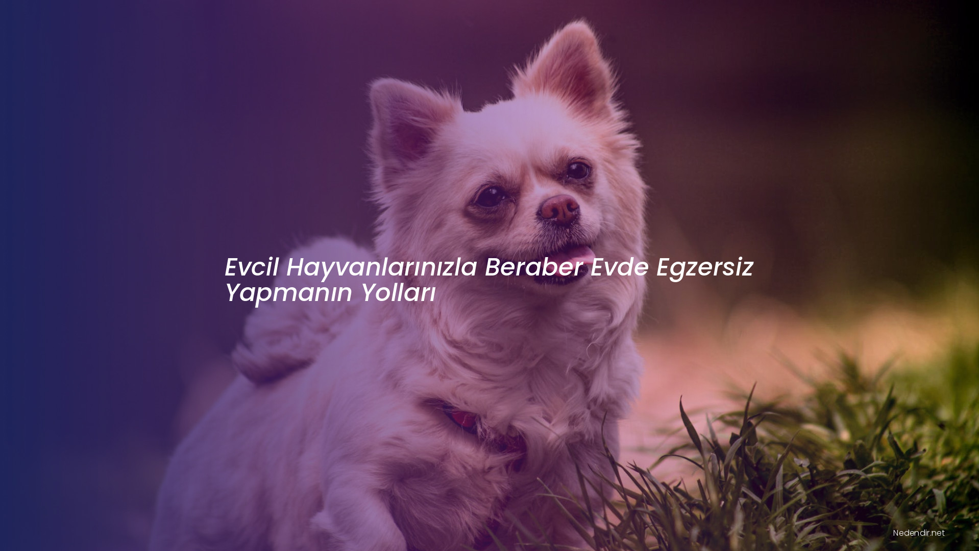 Evcil Hayvanlarınızla Beraber Evde Egzersiz Yapmanın Yolları