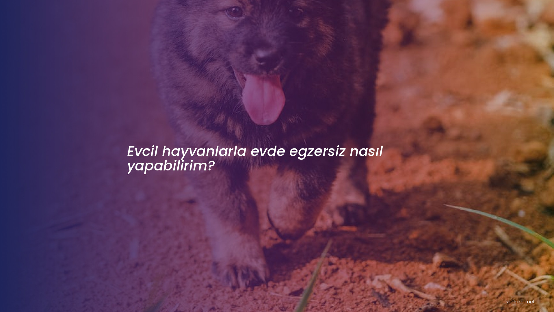 Evcil hayvanlarla evde egzersiz nasıl yapabilirim?