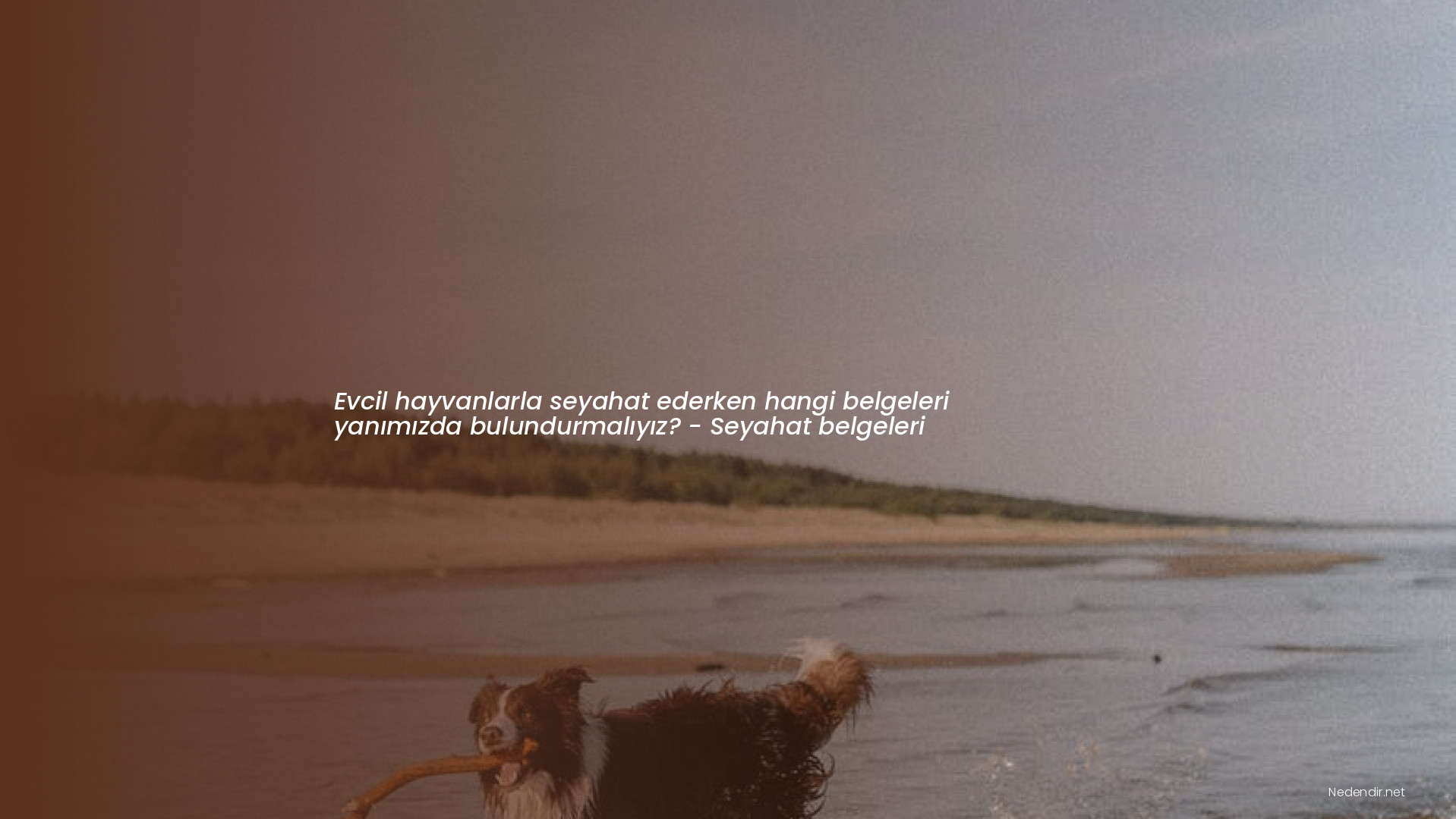 Evcil hayvanlarla seyahat ederken hangi belgeleri yanımızda bulundurmalıyız? - Seyahat belgeleri