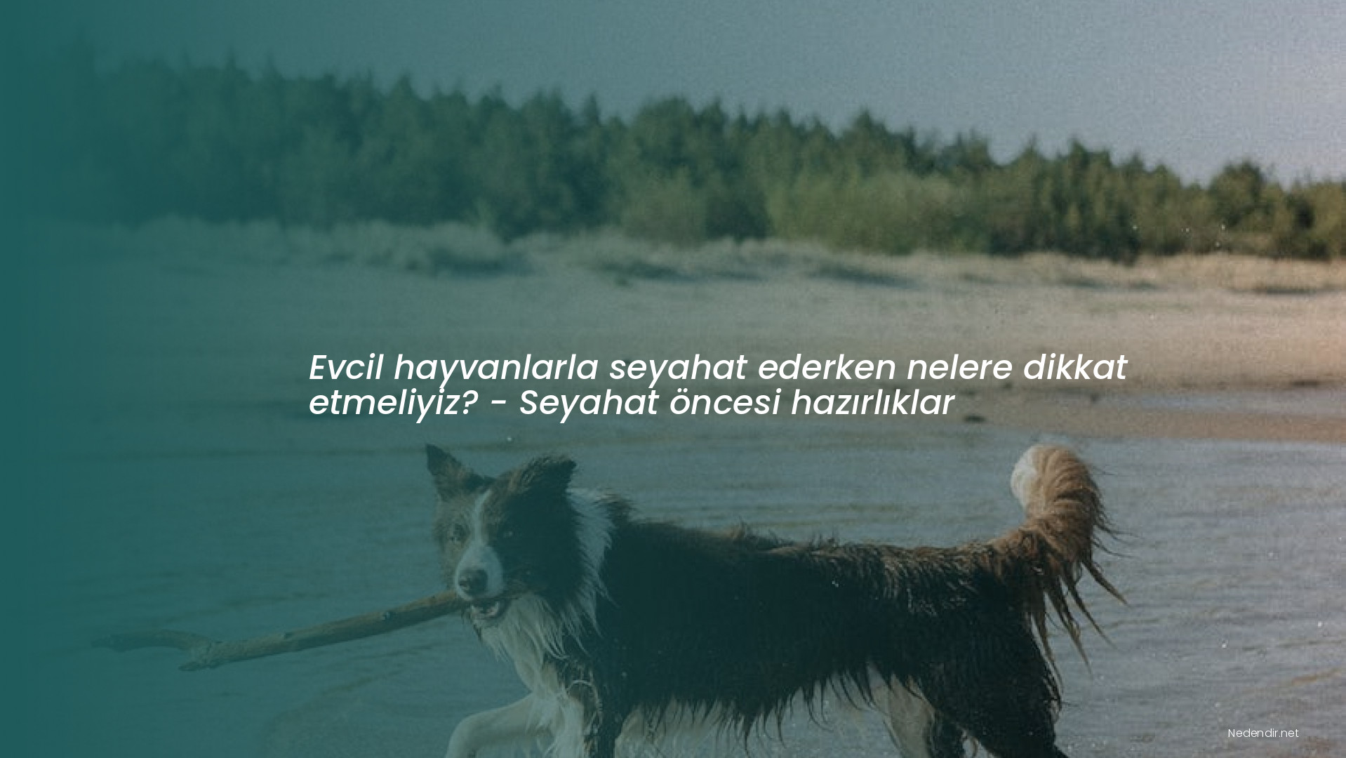 Evcil hayvanlarla seyahat ederken nelere dikkat etmeliyiz? - Seyahat öncesi hazırlıklar