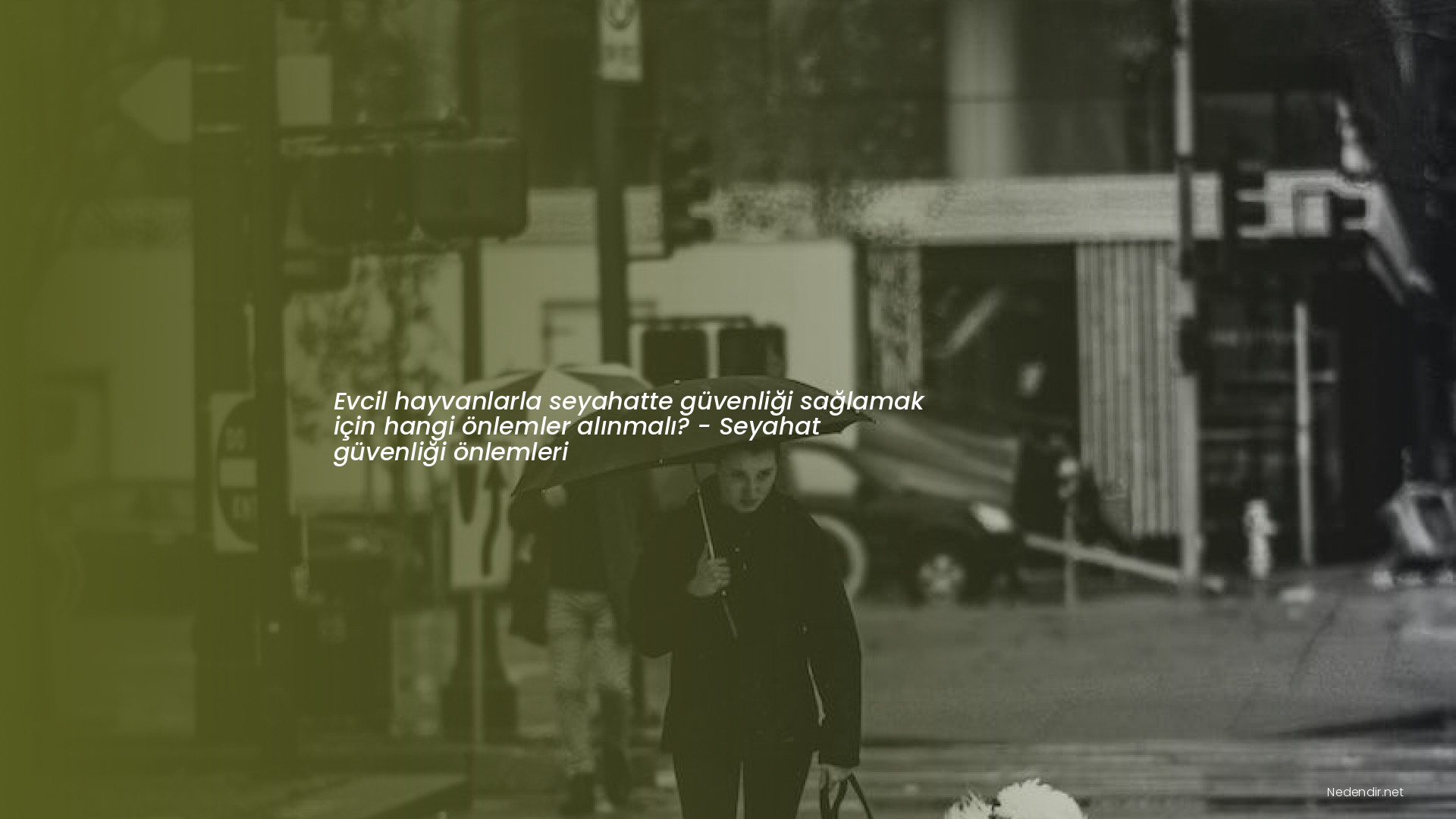 Evcil hayvanlarla seyahatte güvenliği sağlamak için hangi önlemler alınmalı? - Seyahat güvenliği önlemleri