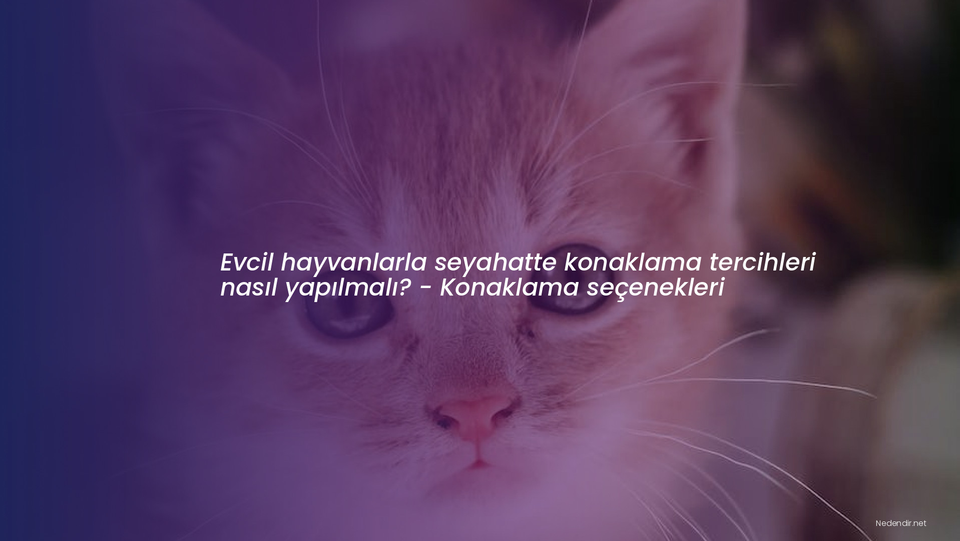 Evcil hayvanlarla seyahatte konaklama tercihleri nasıl yapılmalı? - Konaklama seçenekleri