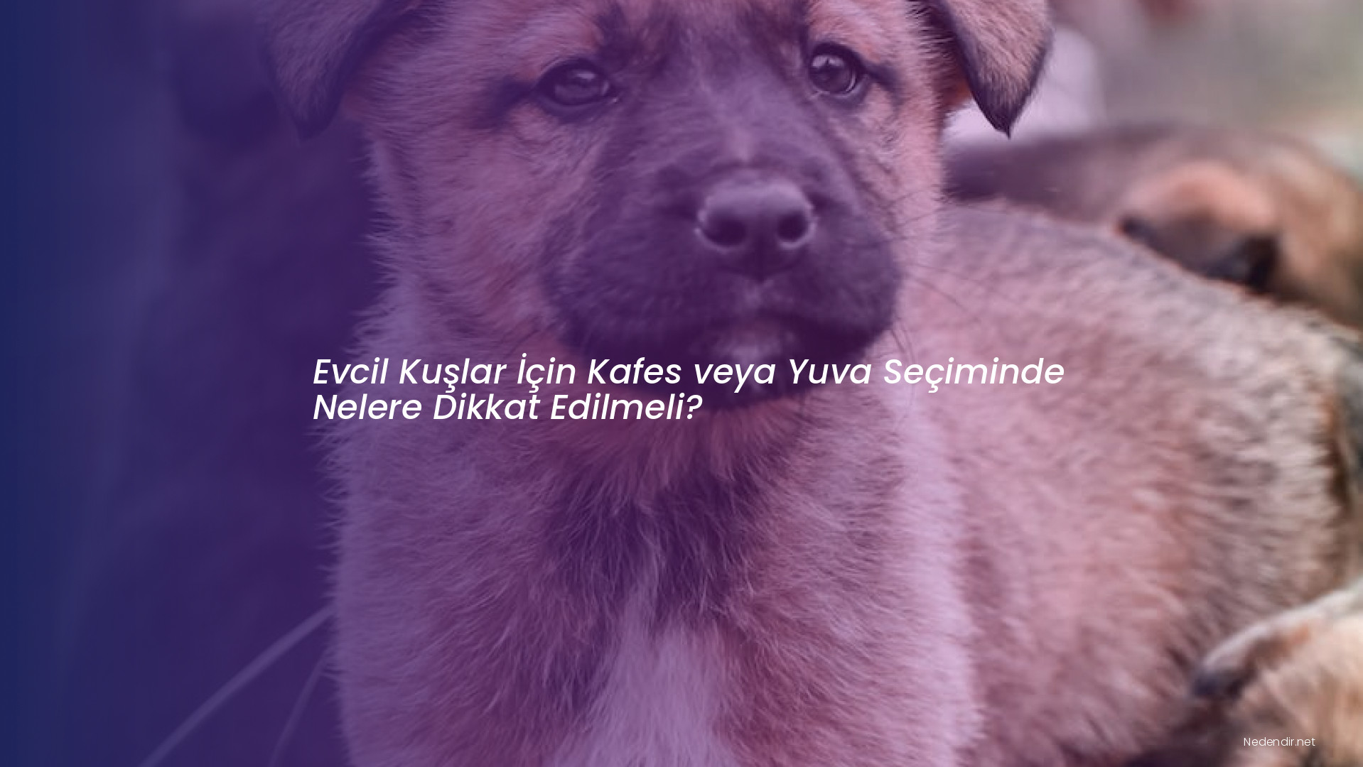 Evcil Kuşlar İçin Kafes veya Yuva Seçiminde Nelere Dikkat Edilmeli?