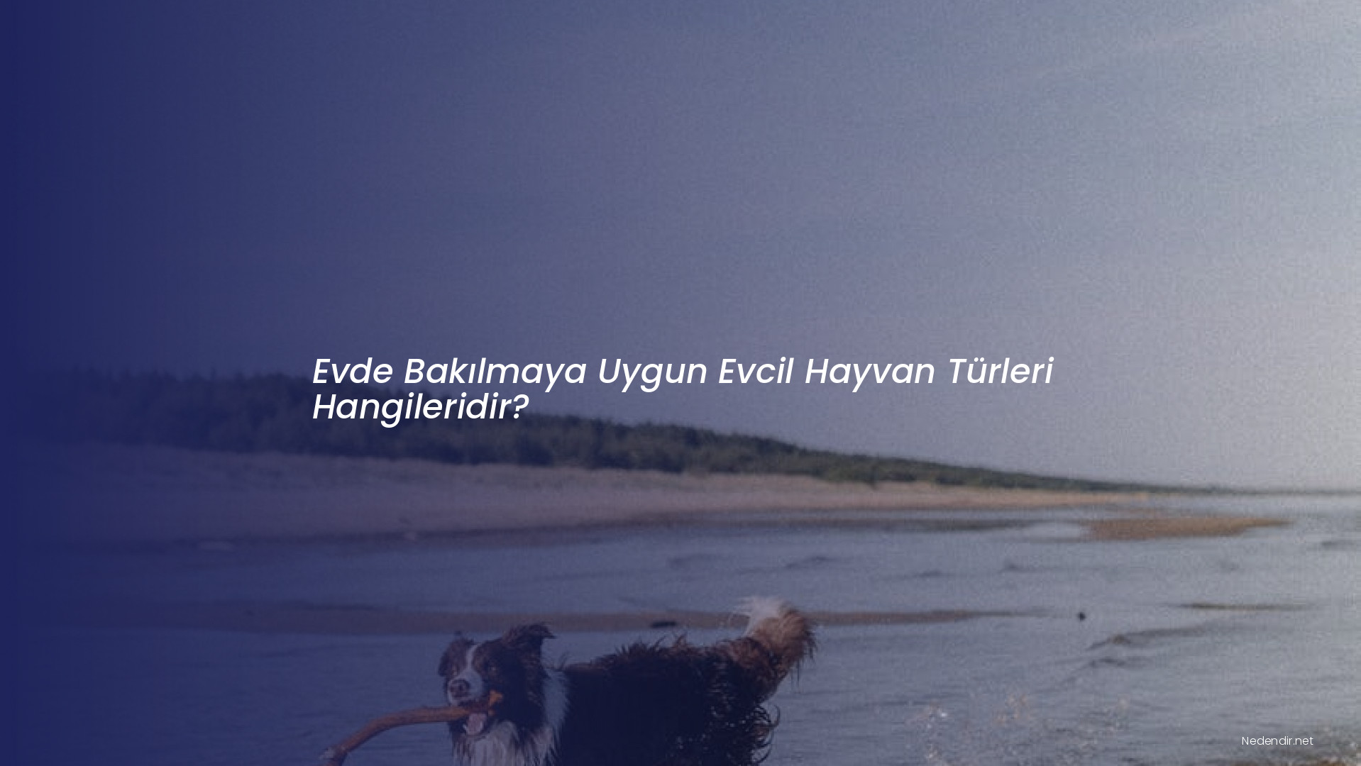 Evde Bakılmaya Uygun Evcil Hayvan Türleri Hangileridir?