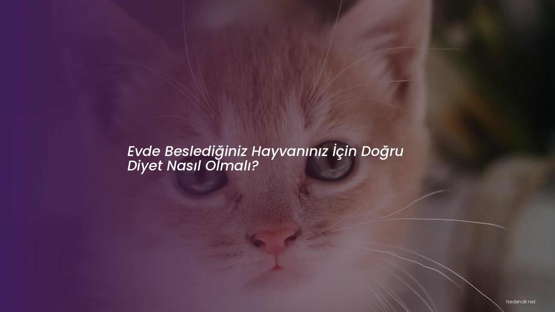 Evde Beslediğiniz Hayvanınız İçin Doğru Diyet Nasıl Olmalı?