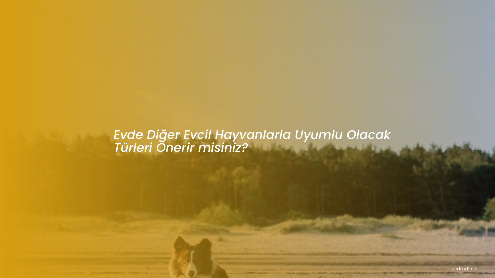 Evde Diğer Evcil Hayvanlarla Uyumlu Olacak Türleri Önerir misiniz?