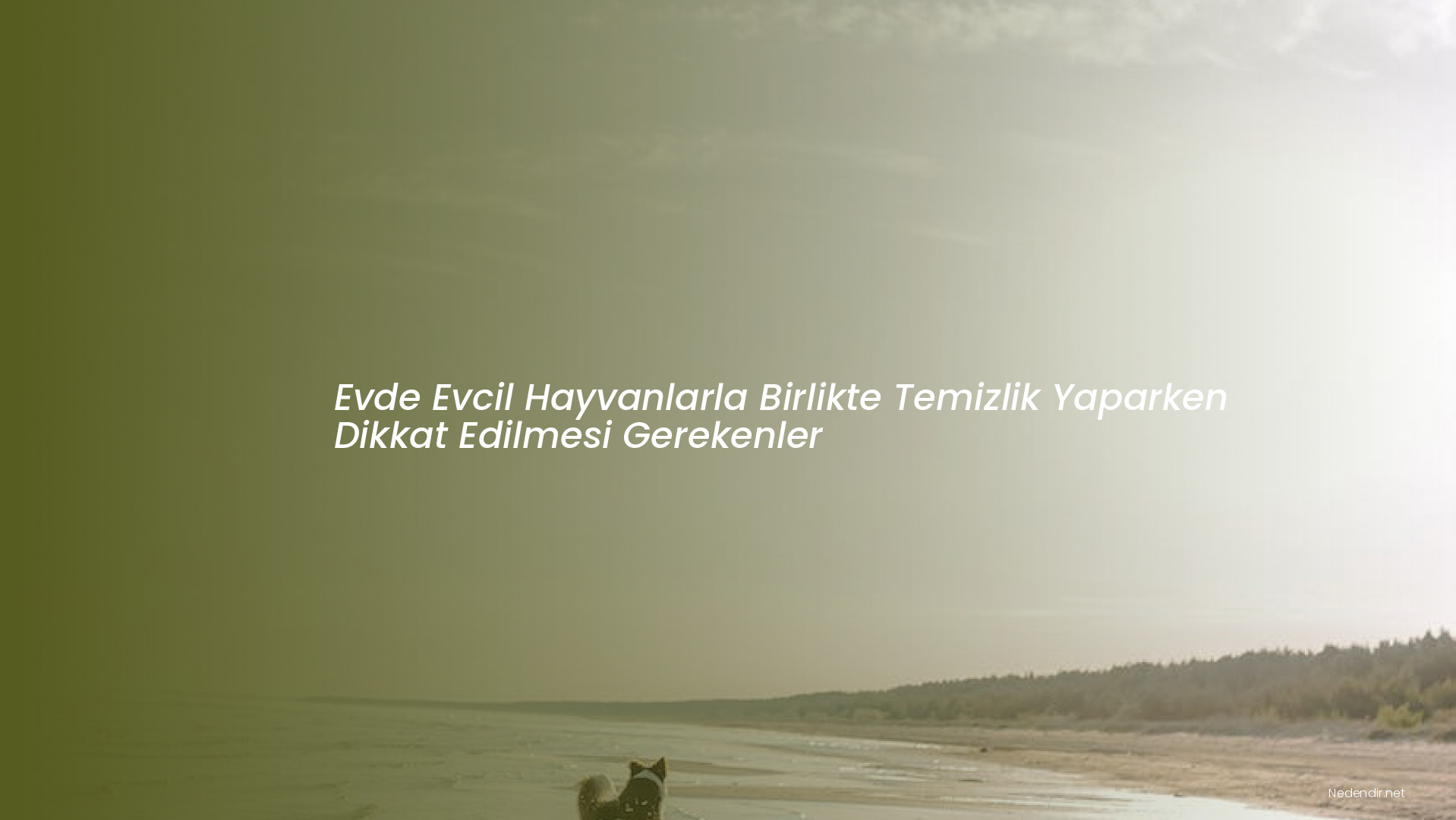 Evde Evcil Hayvanlarla Birlikte Temizlik Yaparken Dikkat Edilmesi Gerekenler