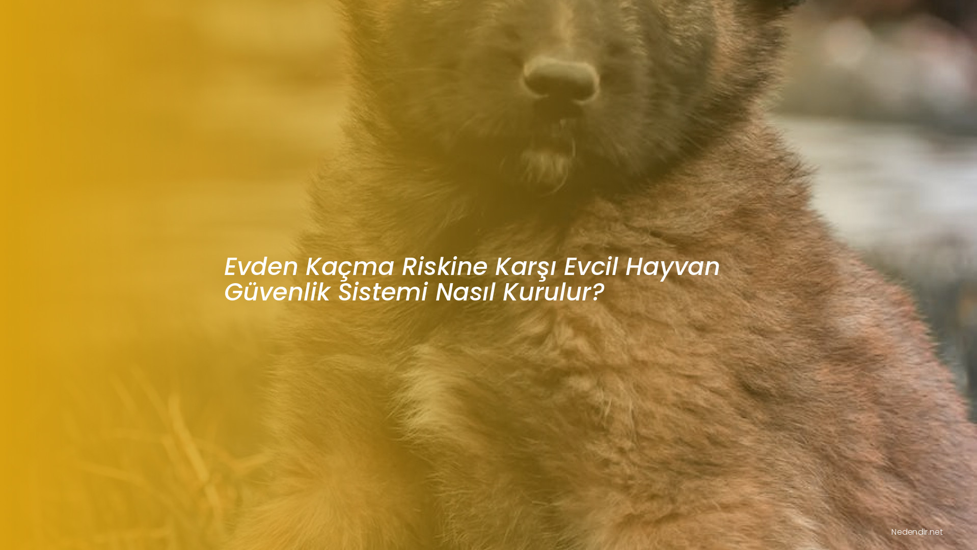 Evden Kaçma Riskine Karşı Evcil Hayvan Güvenlik Sistemi Nasıl Kurulur? Evden Kaçma Riskine Karşı Evcil Hayvan Güvenlik Sistemi Nasıl Kurulur?