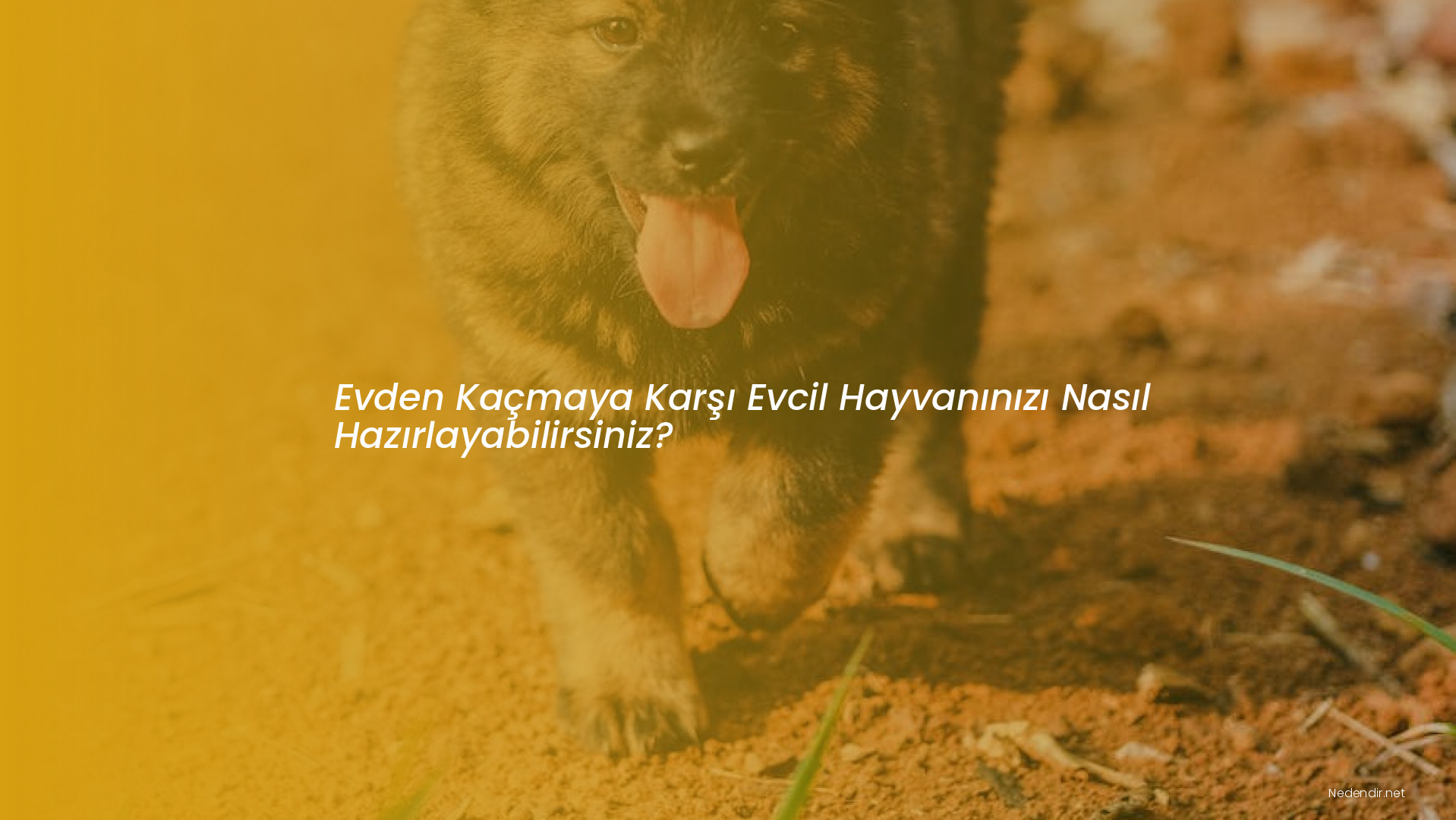 Evden Kaçmaya Karşı Evcil Hayvanınızı Nasıl Hazırlayabilirsiniz? Evden Kaçmaya Karşı Evcil Hayvanınızı Nasıl Hazırlayabilirsiniz?