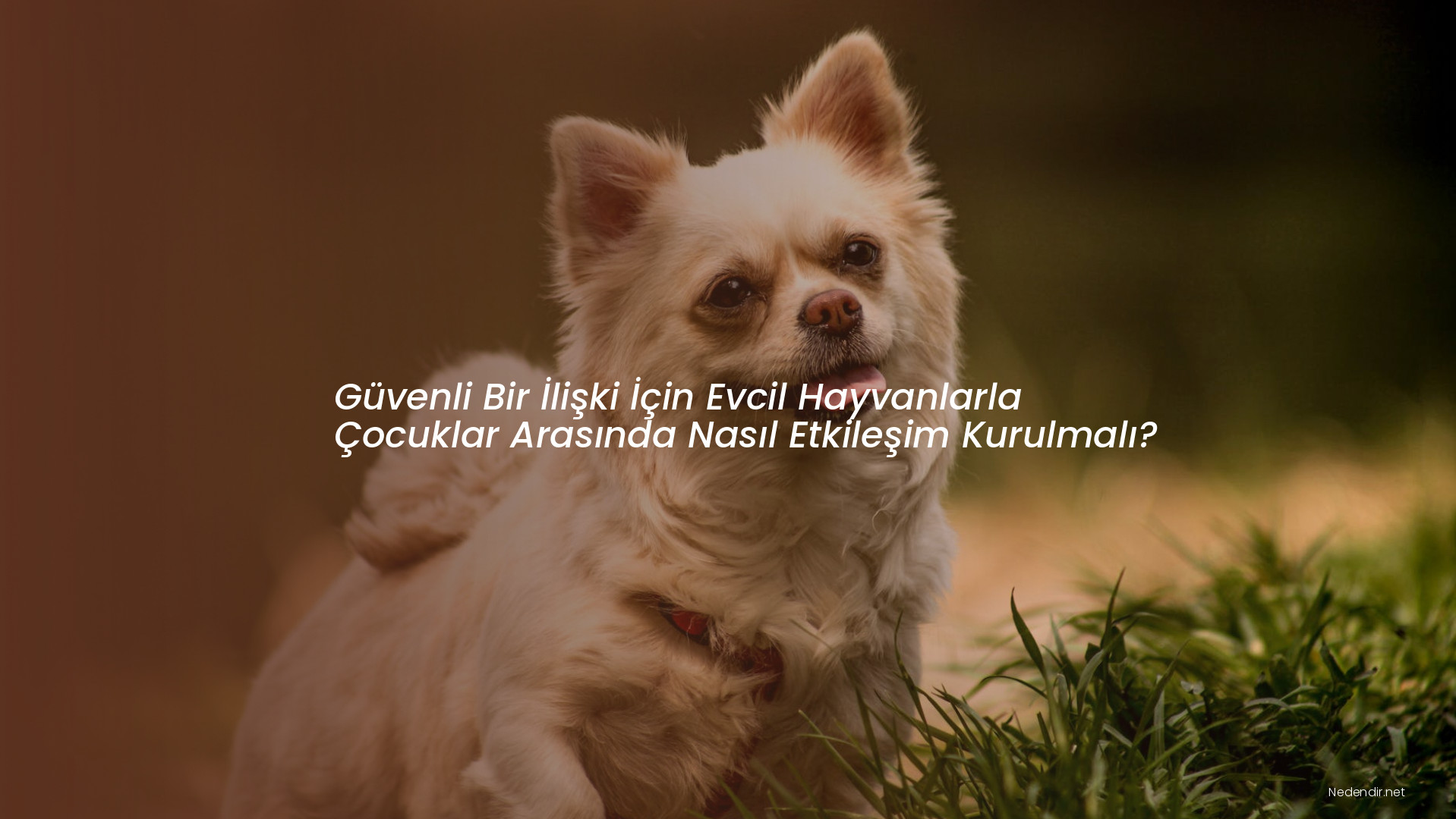 Güvenli Bir İlişki İçin Evcil Hayvanlarla Çocuklar Arasında Nasıl Etkileşim Kurulmalı?