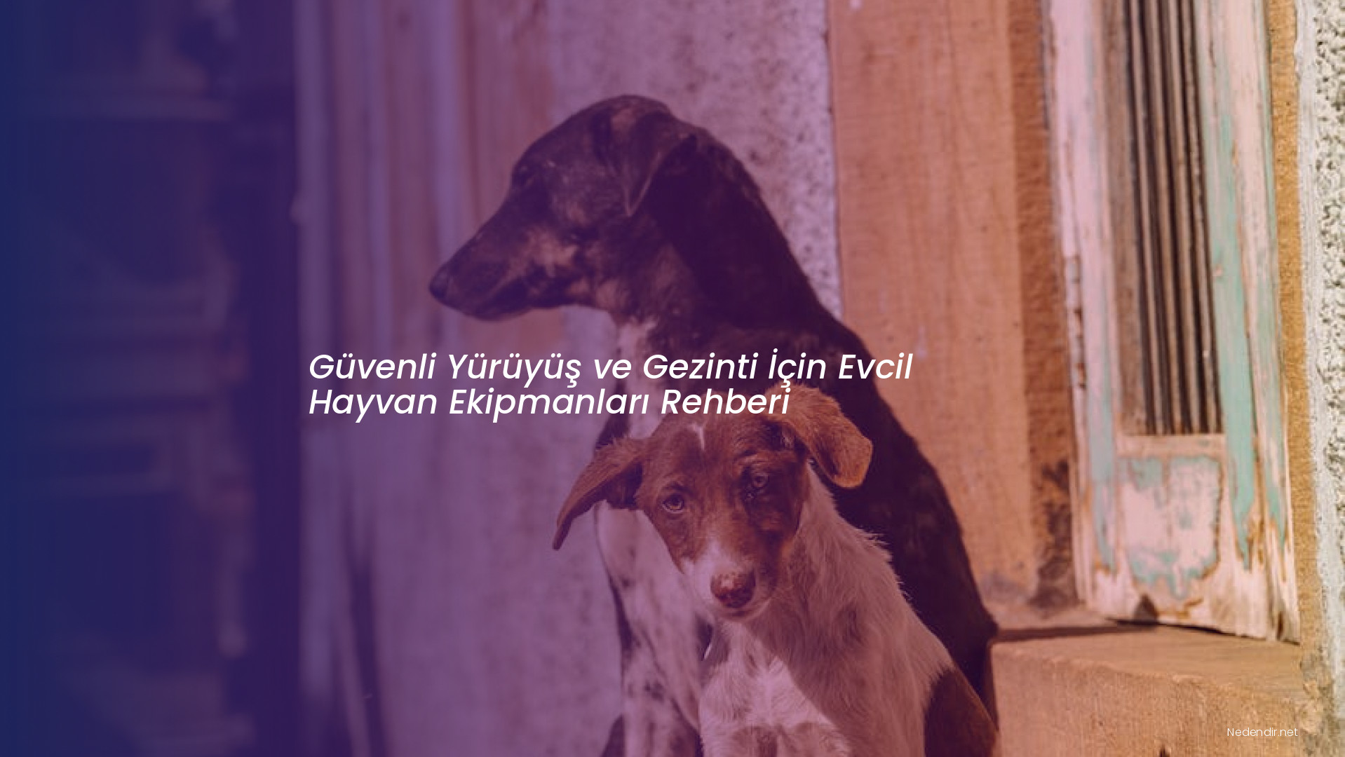 Güvenli Yürüyüş ve Gezinti İçin Evcil Hayvan Ekipmanları Rehberi