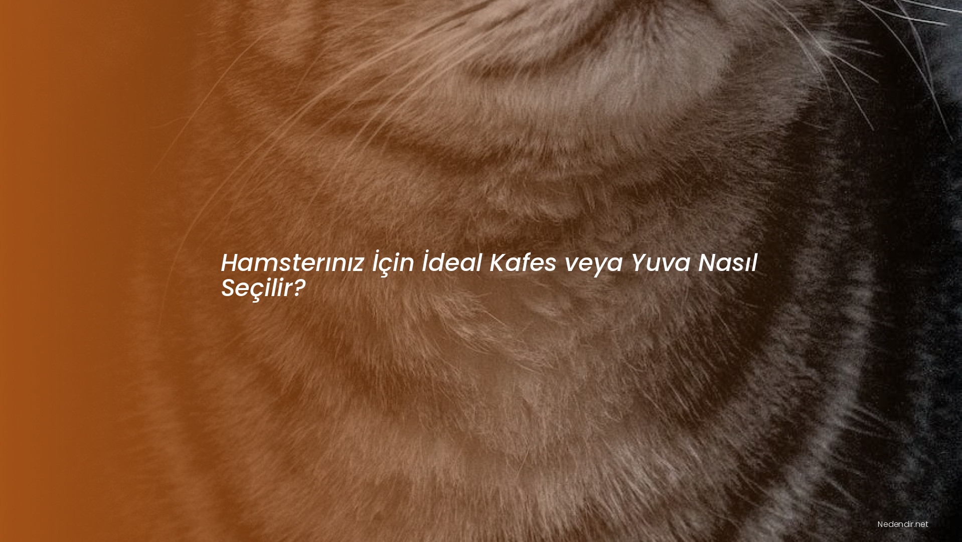 Hamsterınız İçin İdeal Kafes veya Yuva Nasıl Seçilir?