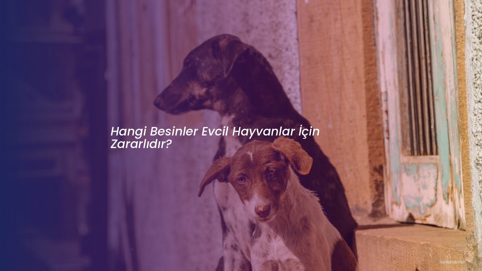 Hangi Besinler Evcil Hayvanlar İçin Zararlıdır?