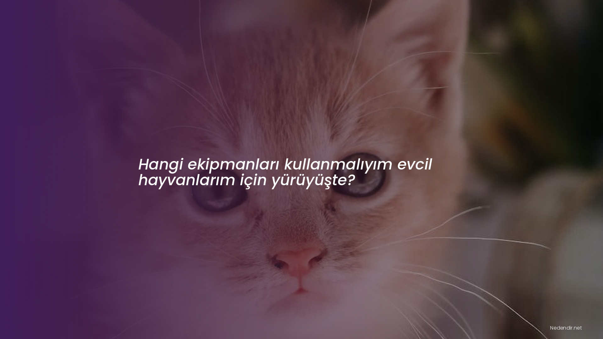 Hangi ekipmanları kullanmalıyım evcil hayvanlarım için yürüyüşte?