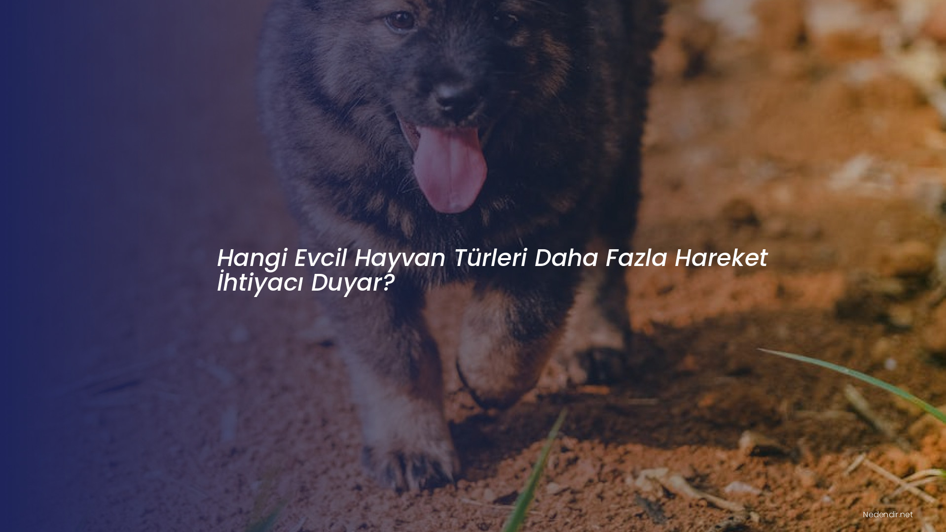 Hangi Evcil Hayvan Türleri Daha Fazla Hareket İhtiyacı Duyar?