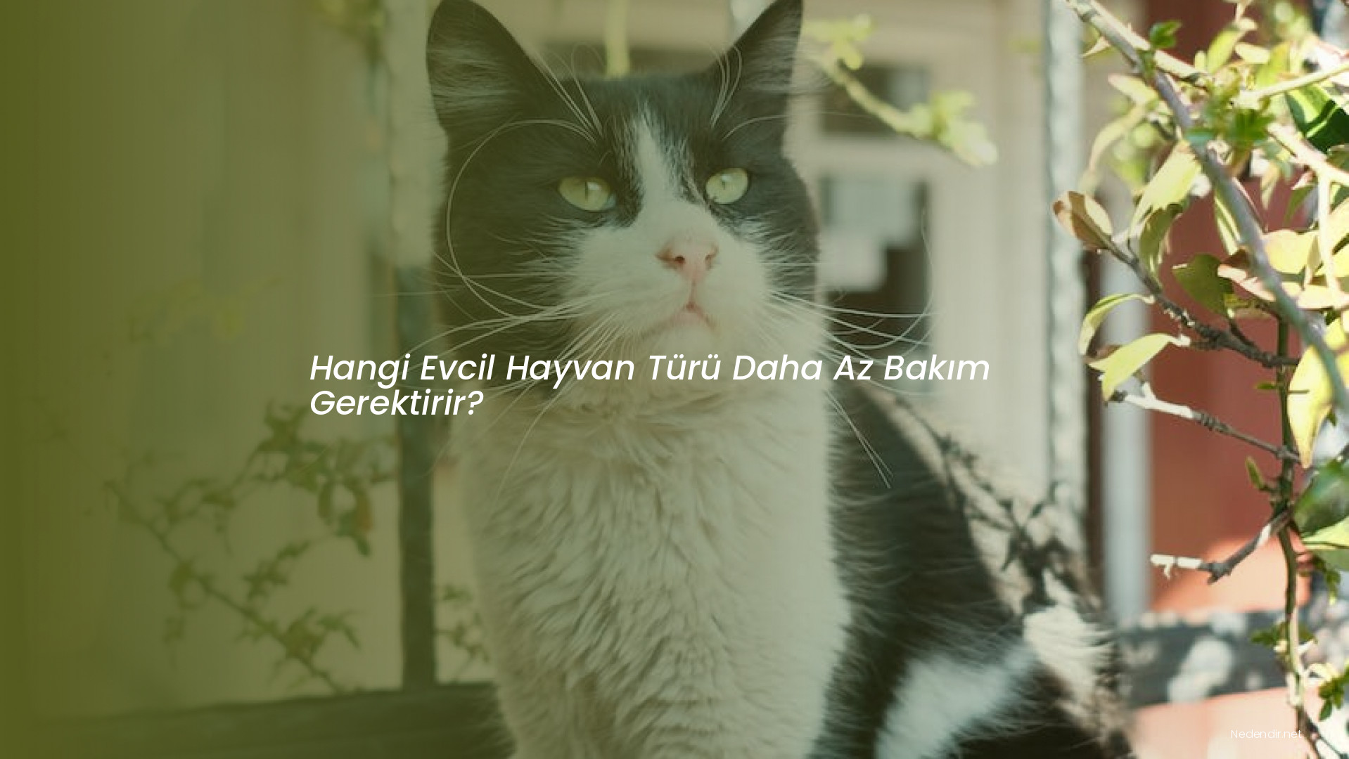 Hangi Evcil Hayvan Türü Daha Az Bakım Gerektirir?