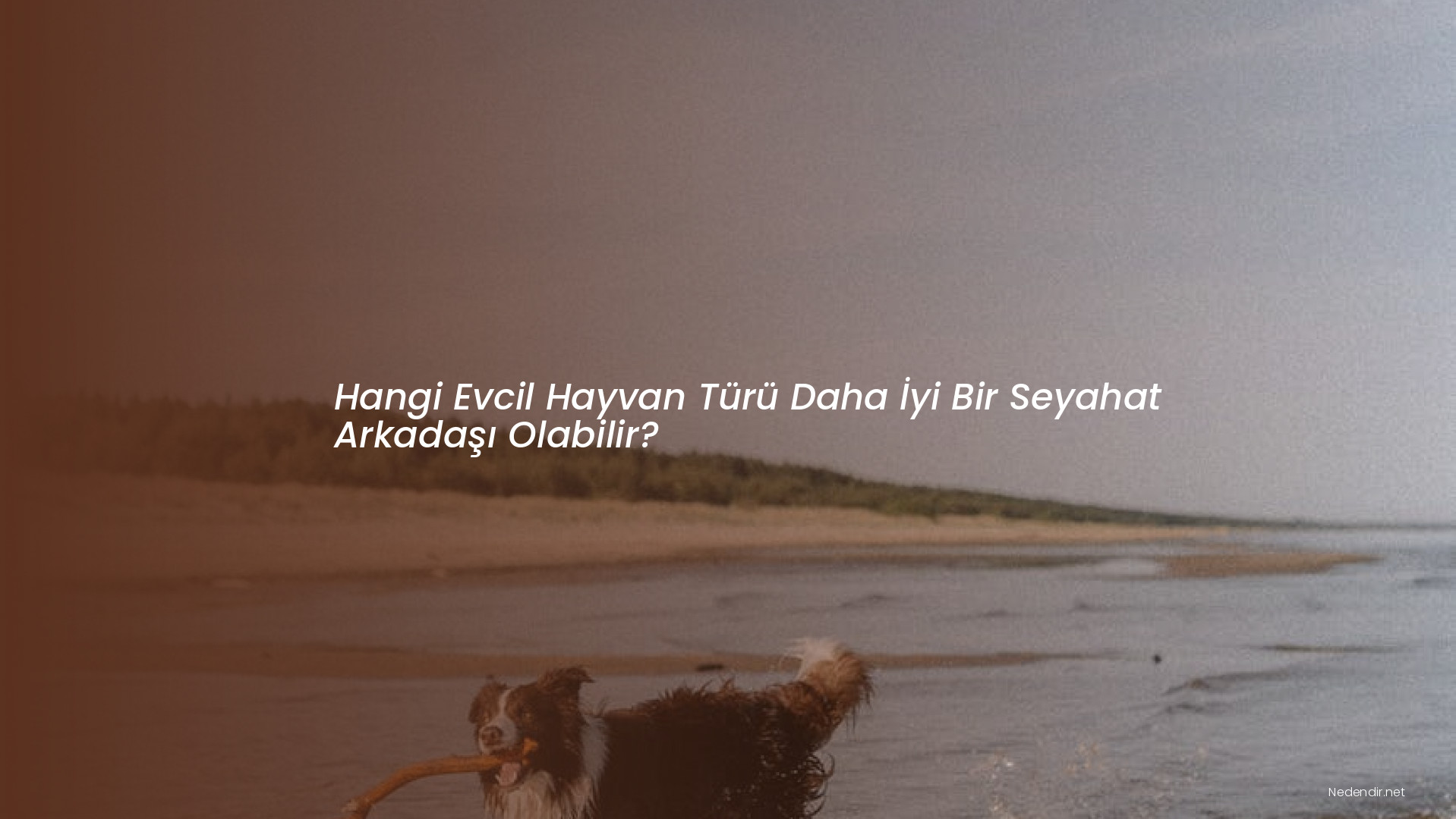 Hangi Evcil Hayvan Türü Daha İyi Bir Seyahat Arkadaşı Olabilir?