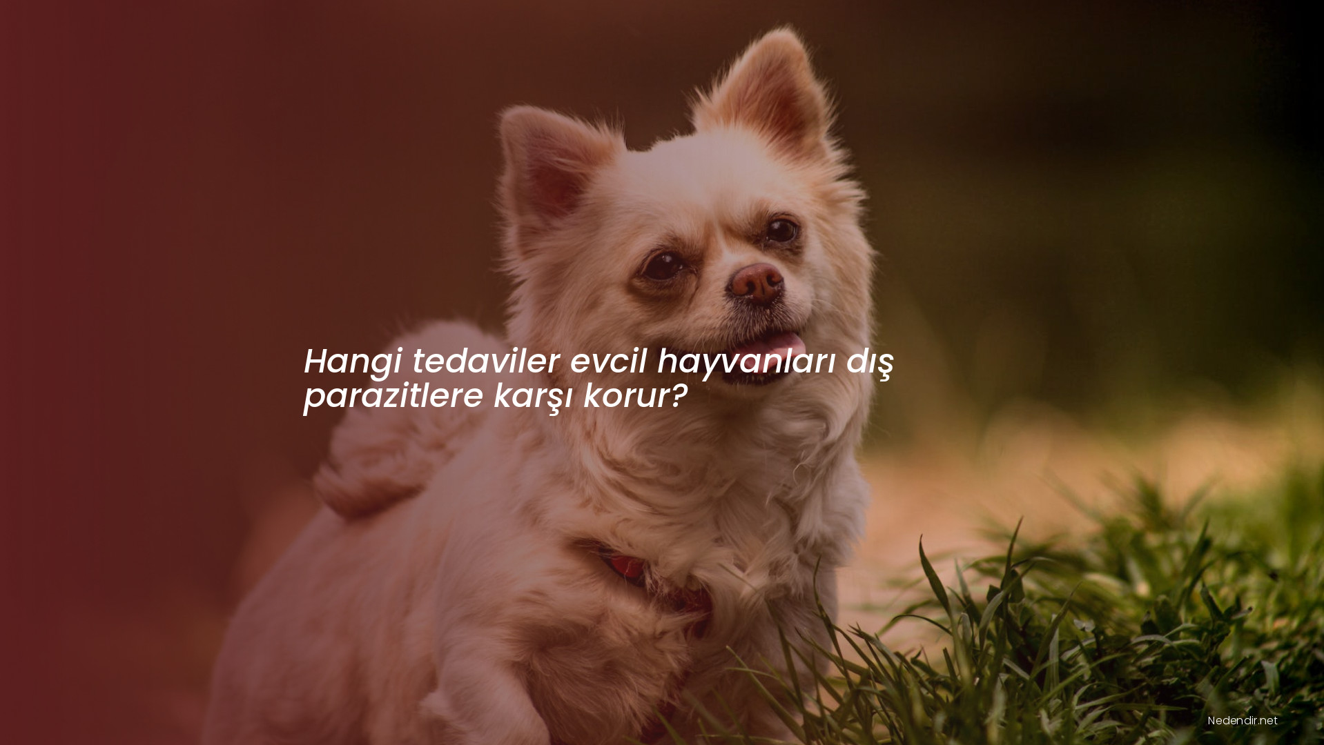 Hangi tedaviler evcil hayvanları dış parazitlere karşı korur?