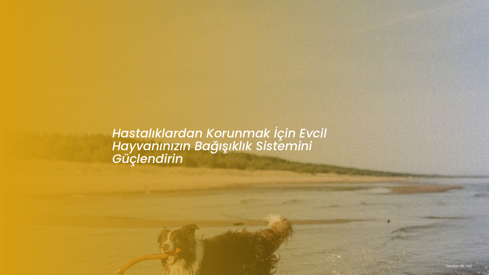 Hastalıklardan Korunmak İçin Evcil Hayvanınızın Bağışıklık Sistemini Güçlendirin