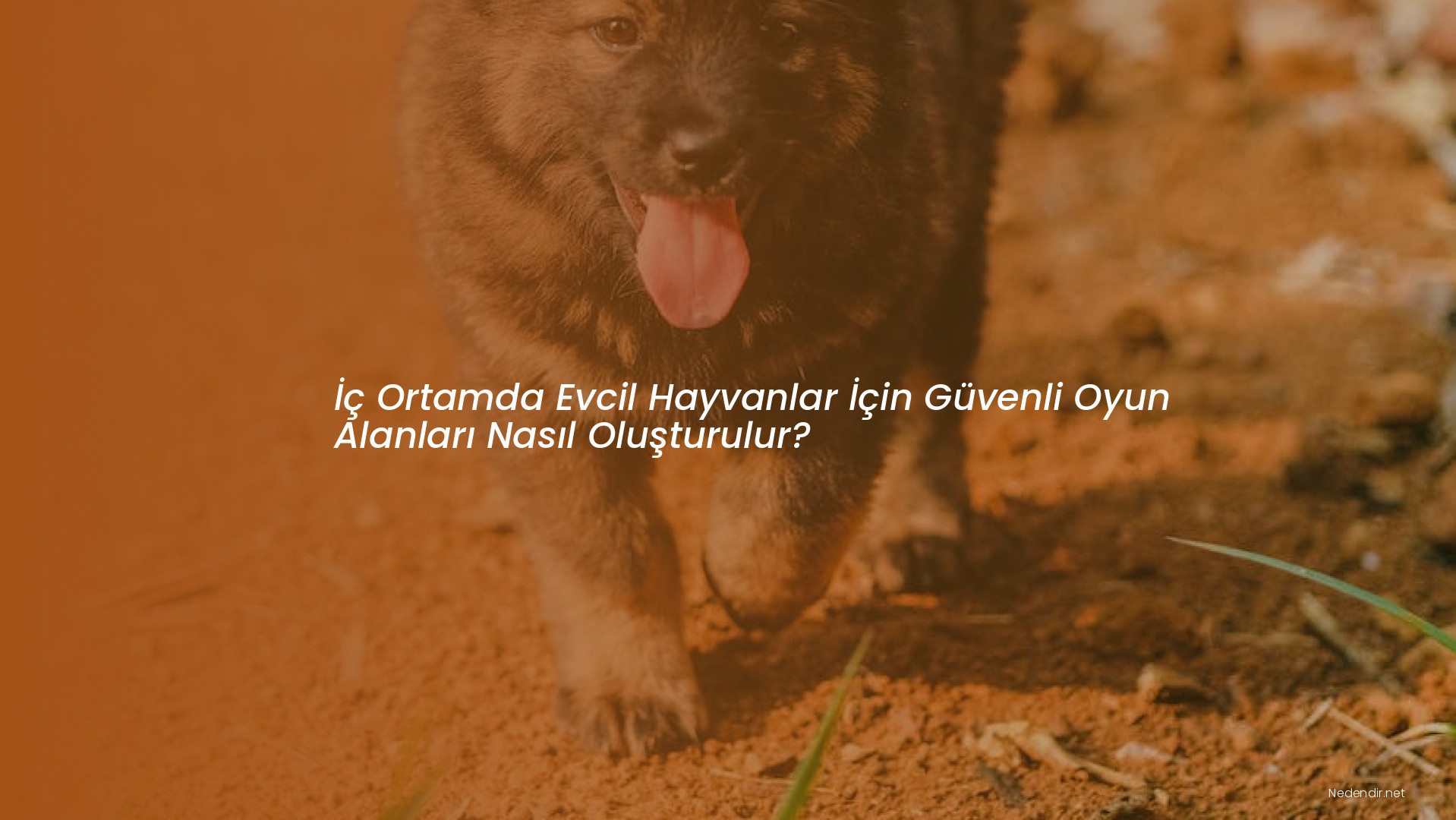 İç Ortamda Evcil Hayvanlar İçin Güvenli Oyun Alanları Nasıl Oluşturulur? İç Ortamda Evcil Hayvanlar İçin Güvenli Oyun Alanları Nasıl Oluşturulur?