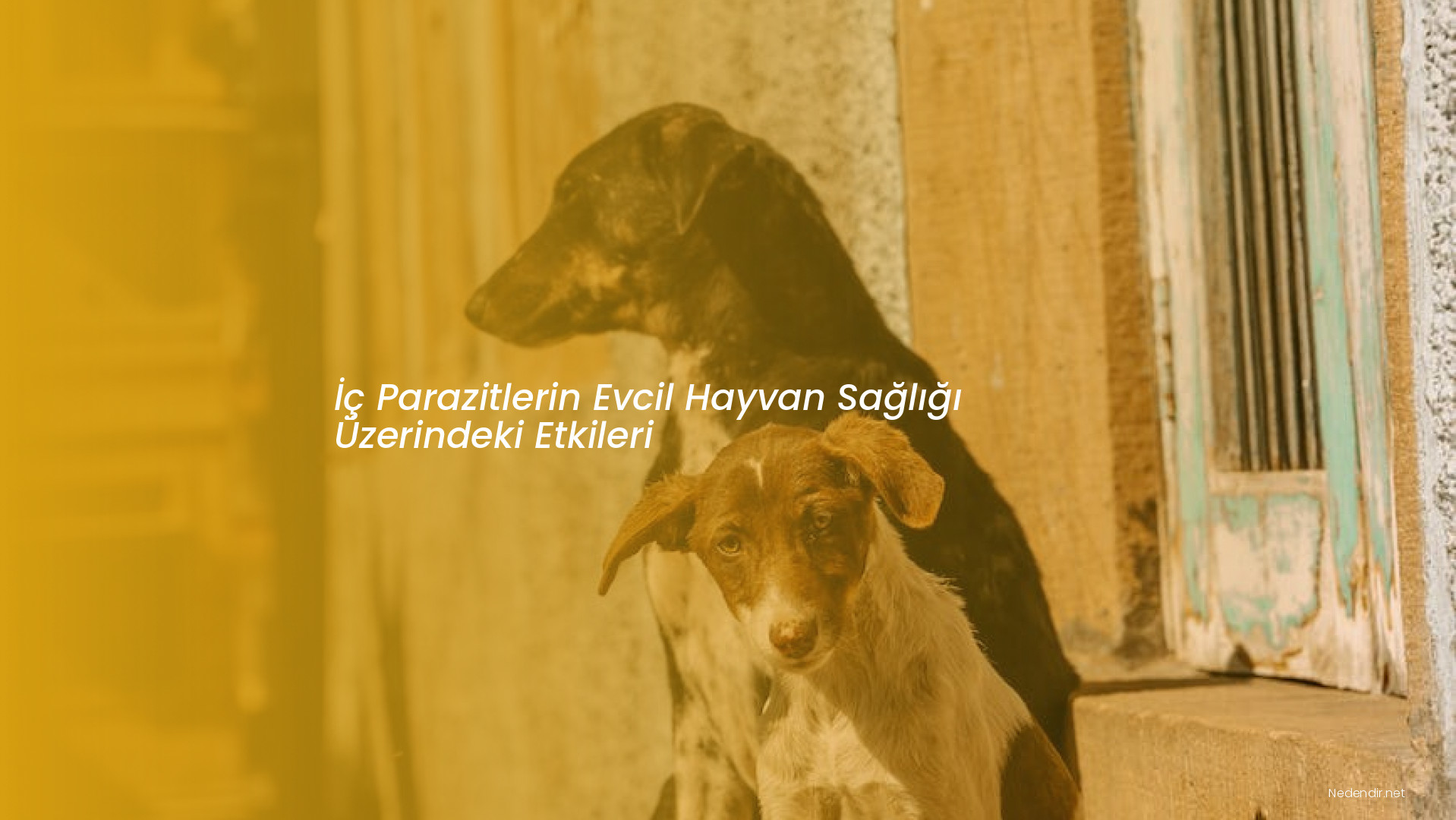 İç Parazitlerin Evcil Hayvan Sağlığı Üzerindeki Etkileri
