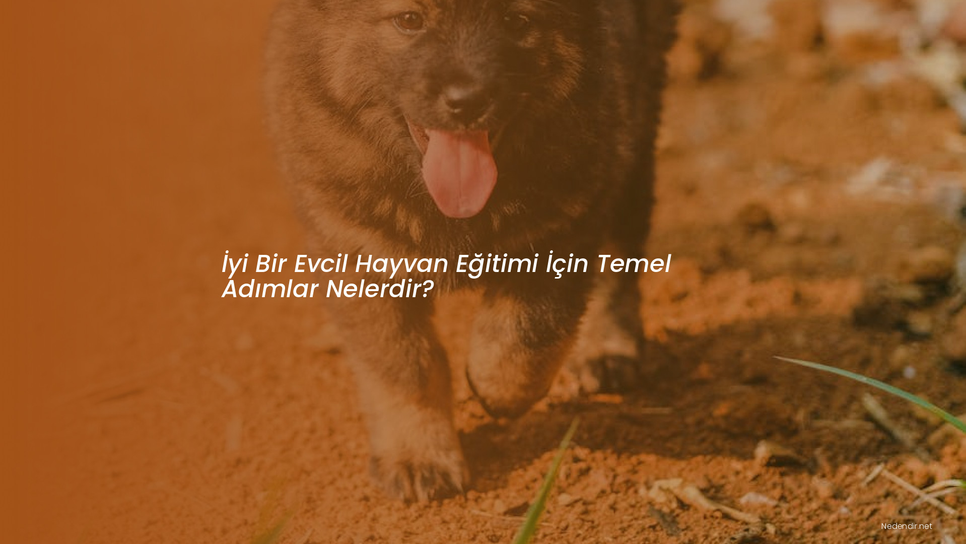 İyi Bir Evcil Hayvan Eğitimi İçin Temel Adımlar Nelerdir?