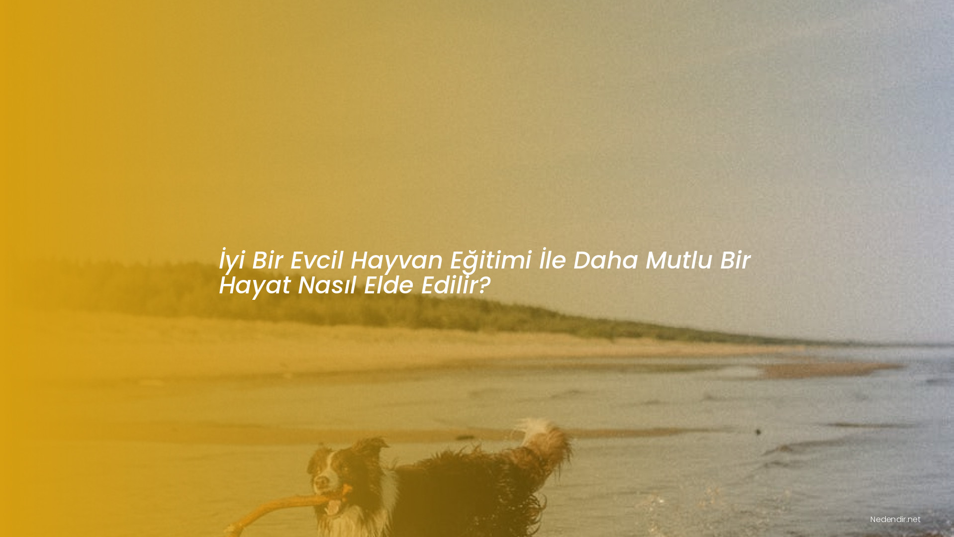 İyi Bir Evcil Hayvan Eğitimi İle Daha Mutlu Bir Hayat Nasıl Elde Edilir?