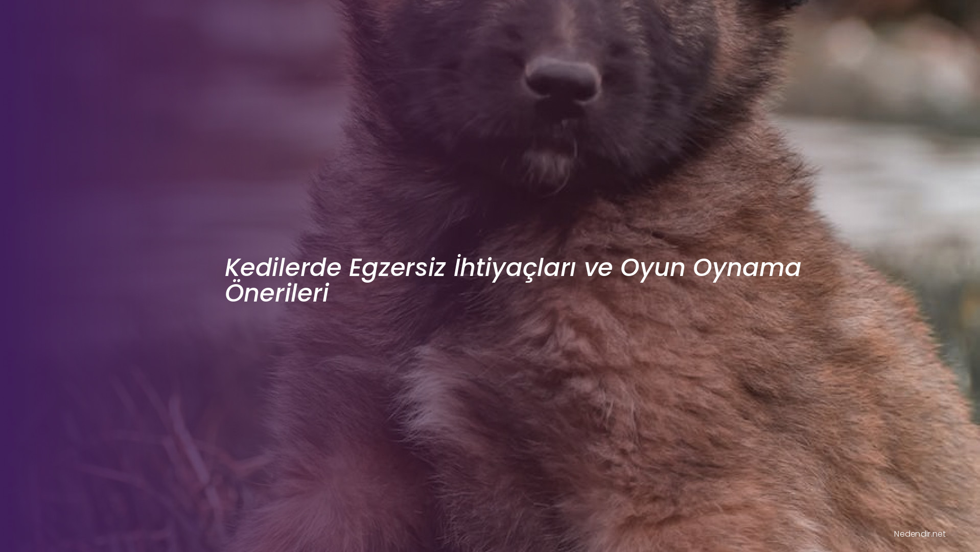 Kedilerde Egzersiz İhtiyaçları ve Oyun Oynama Önerileri Kedilerde Egzersiz İhtiyaçları ve Oyun Oynama Önerileri