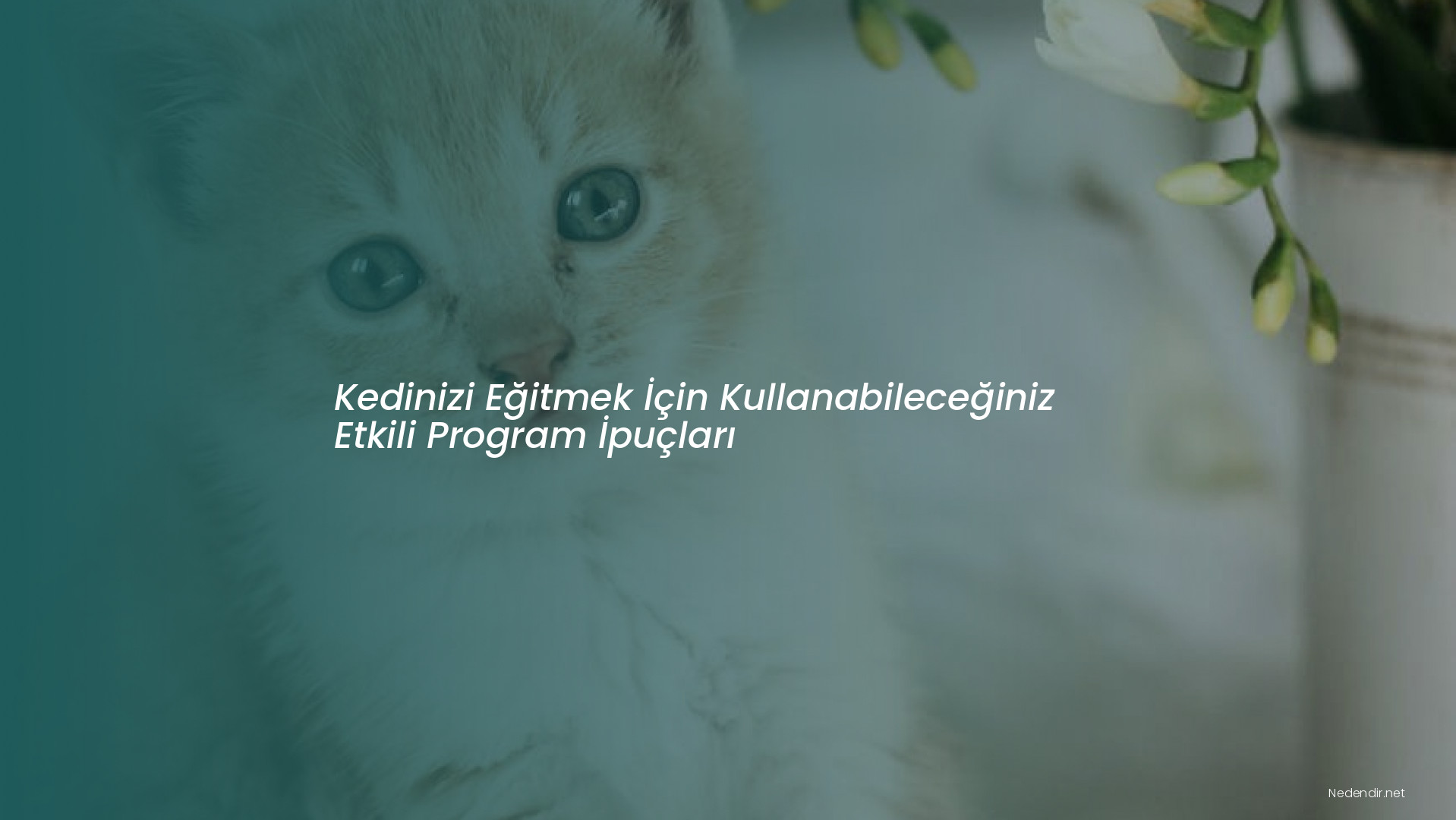 Kedinizi Eğitmek İçin Kullanabileceğiniz Etkili Program İpuçları