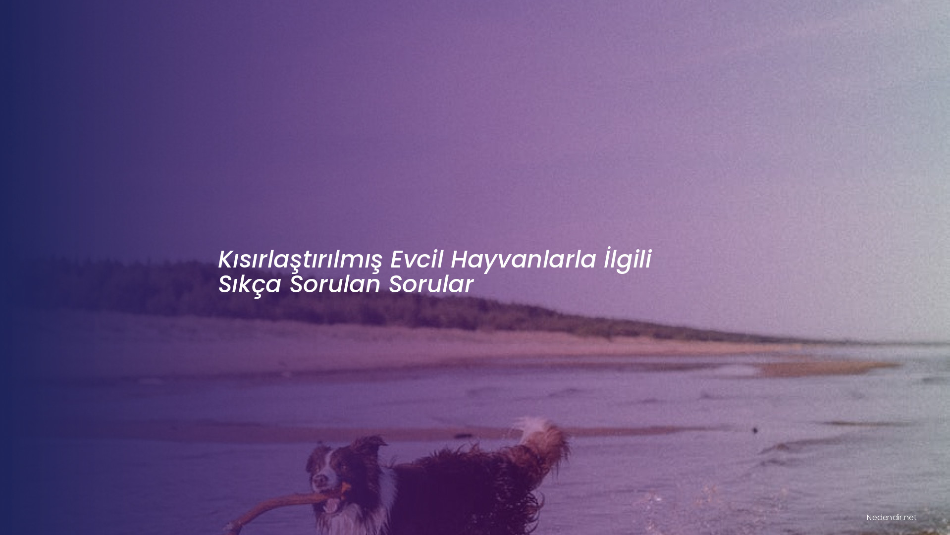 Kısırlaştırılmış Evcil Hayvanlarla İlgili Sıkça Sorulan Sorular