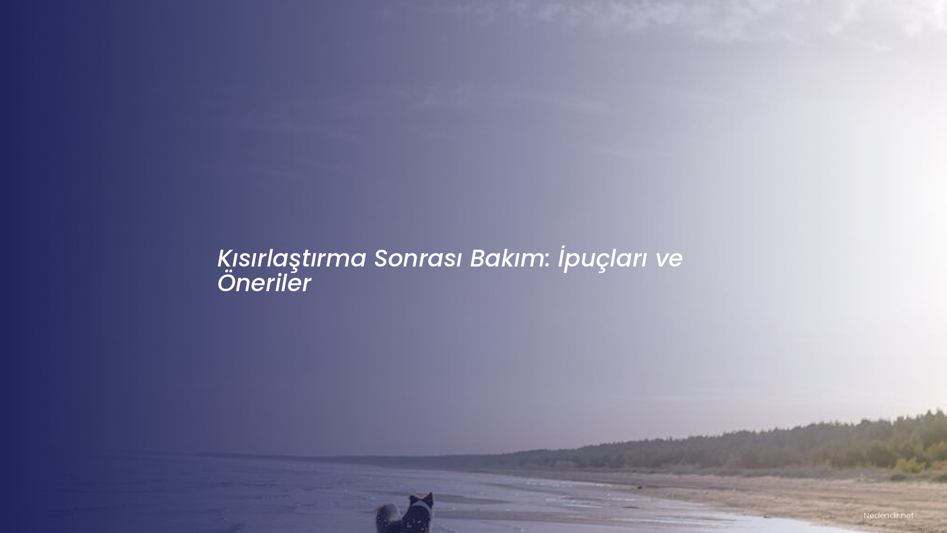 Kısırlaştırma Sonrası Bakım: İpuçları ve Öneriler