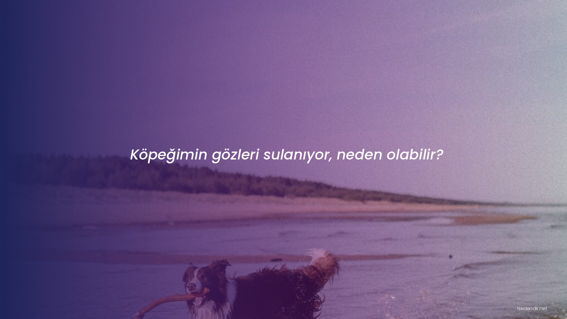 Köpeğimin gözleri sulanıyor, neden olabilir?