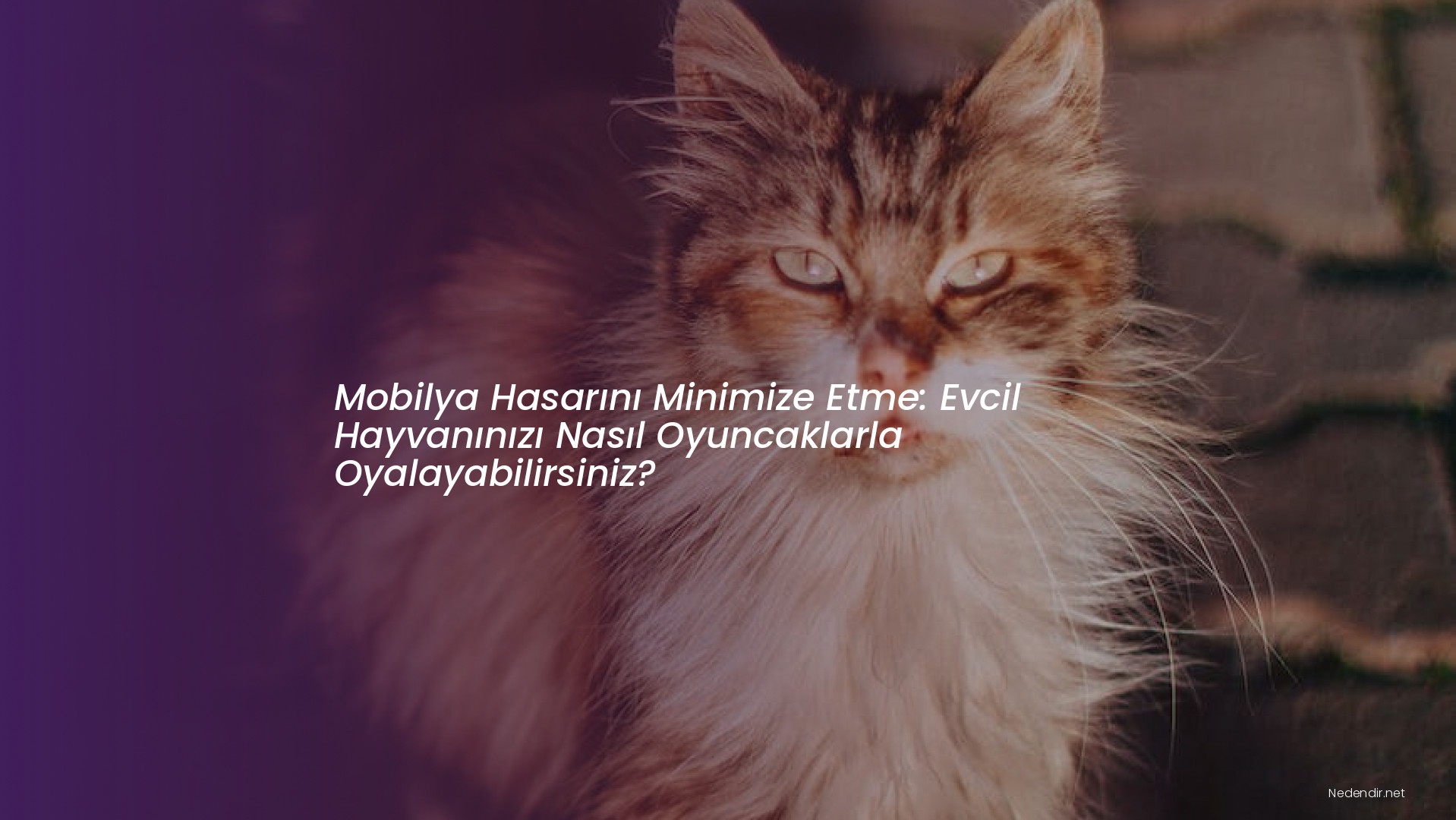 Mobilya Hasarını Minimize Etme: Evcil Hayvanınızı Nasıl Oyuncaklarla Oyalayabilirsiniz? Mobilya Hasarını Minimize Etme: Evcil Hayvanınızı Nasıl Oyuncaklarla Oyalayabilirsiniz?