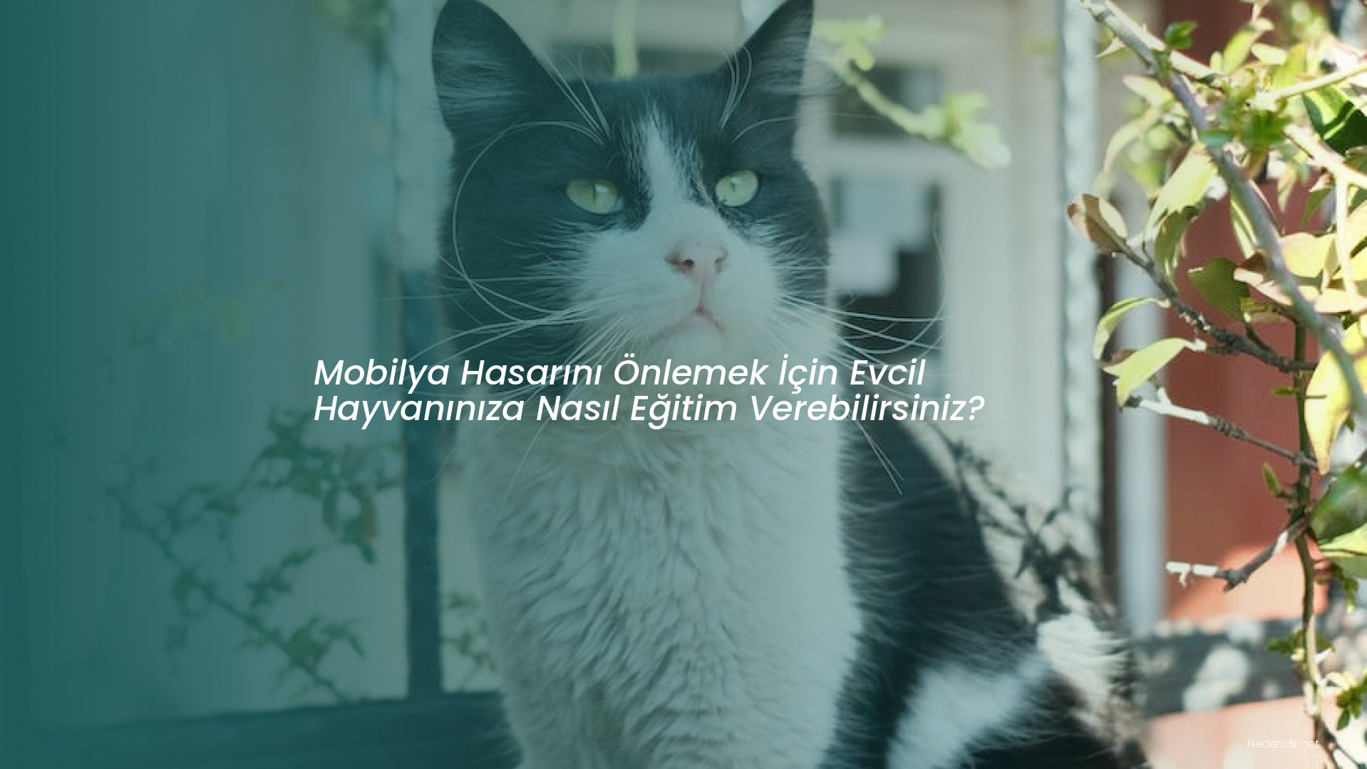 Mobilya Hasarını Önlemek İçin Evcil Hayvanınıza Nasıl Eğitim Verebilirsiniz? Mobilya Hasarını Önlemek İçin Evcil Hayvanınıza Nasıl Eğitim Verebilirsiniz?