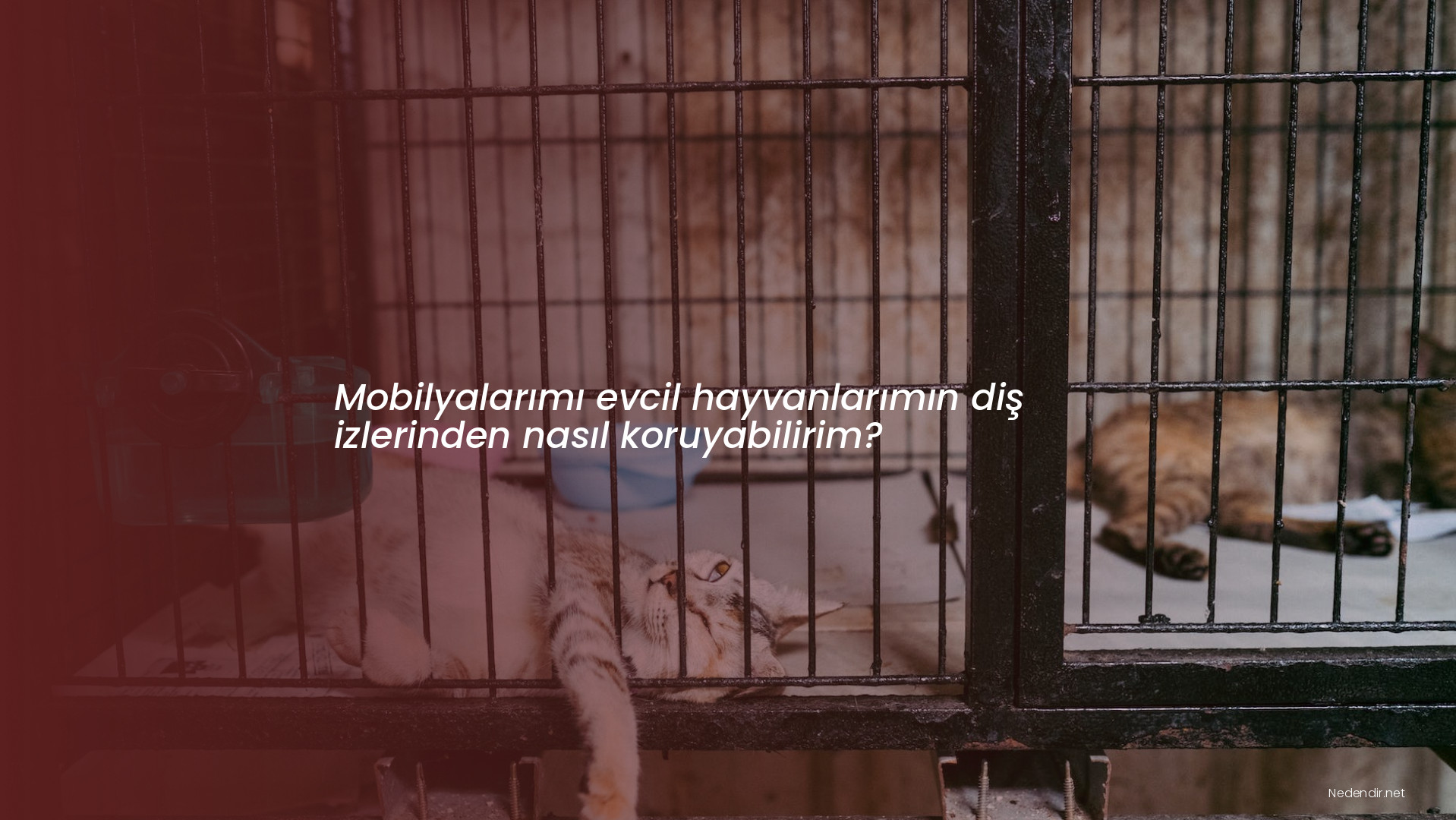 Mobilyalarımı evcil hayvanlarımın diş izlerinden nasıl koruyabilirim? Mobilyalarımı evcil hayvanlarımın diş izlerinden nasıl koruyabilirim?