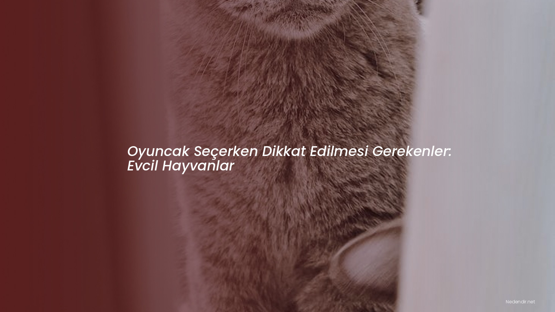 Oyuncak Seçerken Dikkat Edilmesi Gerekenler: Evcil Hayvanlar Oyuncak Seçerken Dikkat Edilmesi Gerekenler: Evcil Hayvanlar