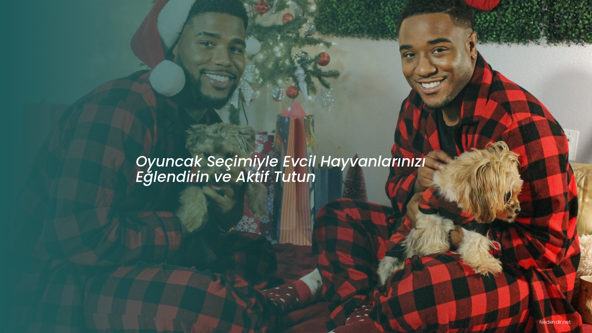 Oyuncak Seçimiyle Evcil Hayvanlarınızı Eğlendirin ve Aktif Tutun