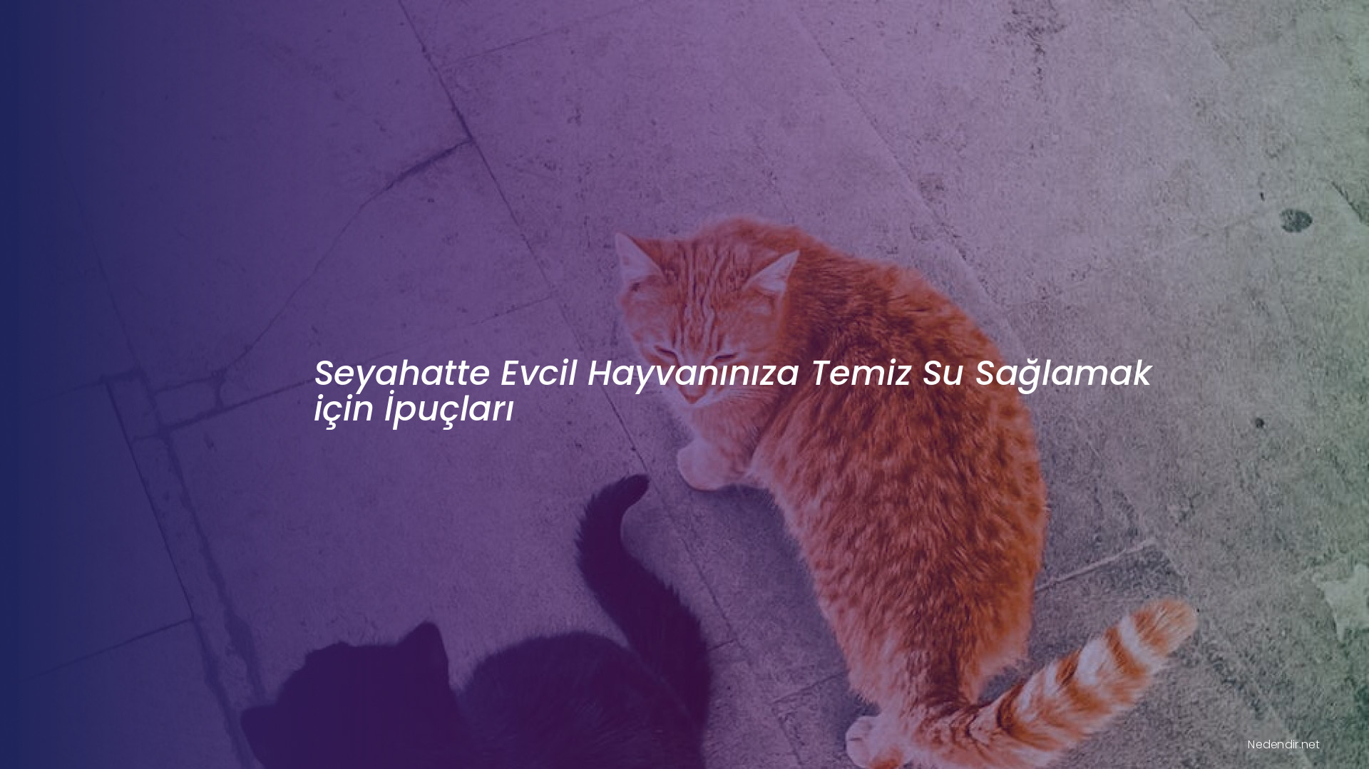 Seyahatte Evcil Hayvanınıza Temiz Su Sağlamak için İpuçları Seyahatte Evcil Hayvanınıza Temiz Su Sağlamak için İpuçları