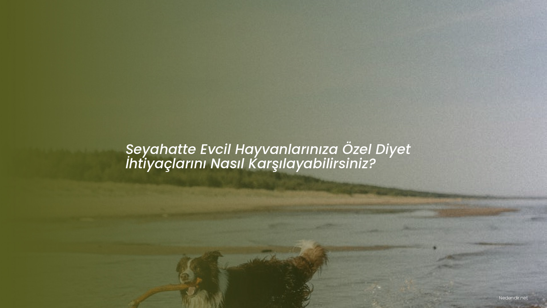 Seyahatte Evcil Hayvanlarınıza Özel Diyet İhtiyaçlarını Nasıl Karşılayabilirsiniz? Seyahatte Evcil Hayvanlarınıza Özel Diyet İhtiyaçlarını Nasıl Karşılayabilirsiniz?