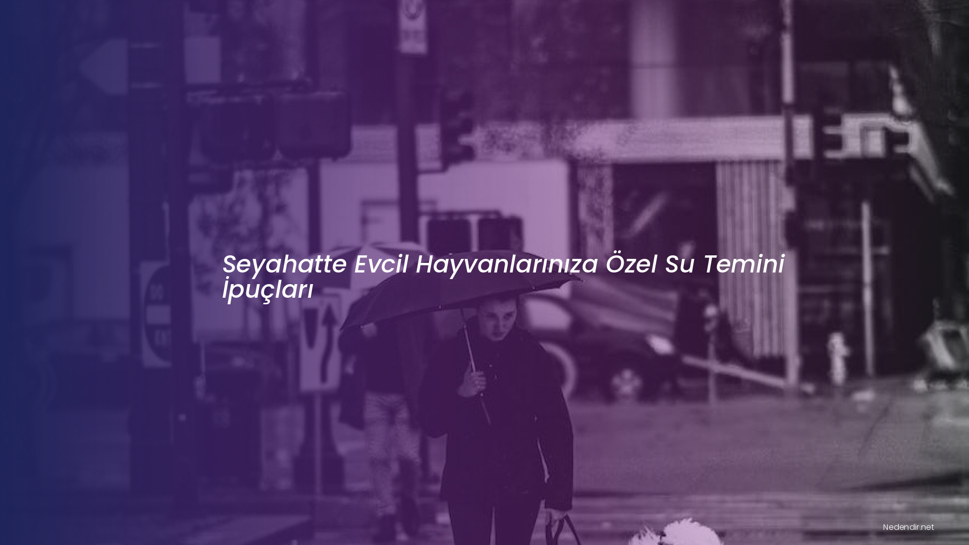 Seyahatte Evcil Hayvanlarınıza Özel Su Temini İpuçları Seyahatte Evcil Hayvanlarınıza Özel Su Temini İpuçları