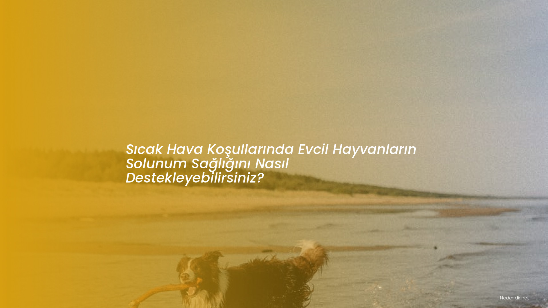 Sıcak Hava Koşullarında Evcil Hayvanların Solunum Sağlığını Nasıl Destekleyebilirsiniz?
