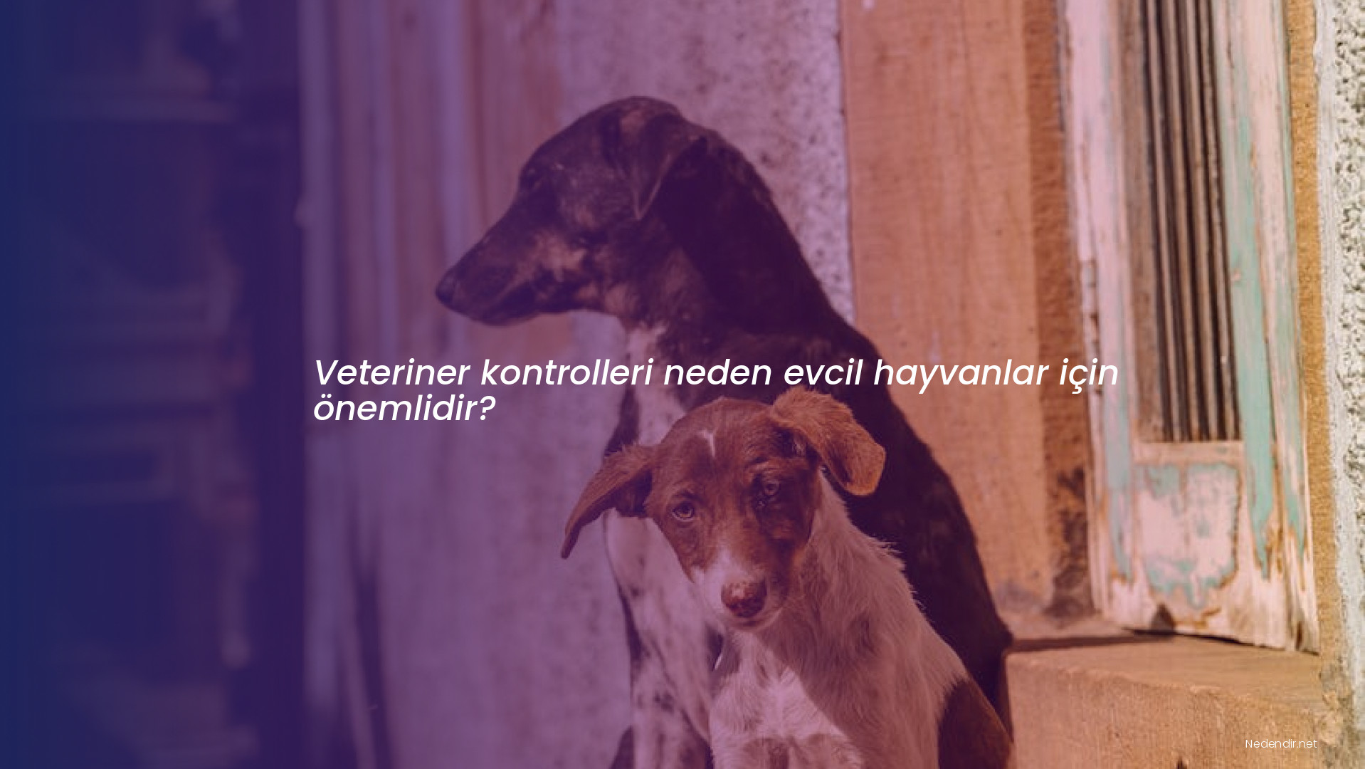 Veteriner kontrolleri neden evcil hayvanlar için önemlidir?