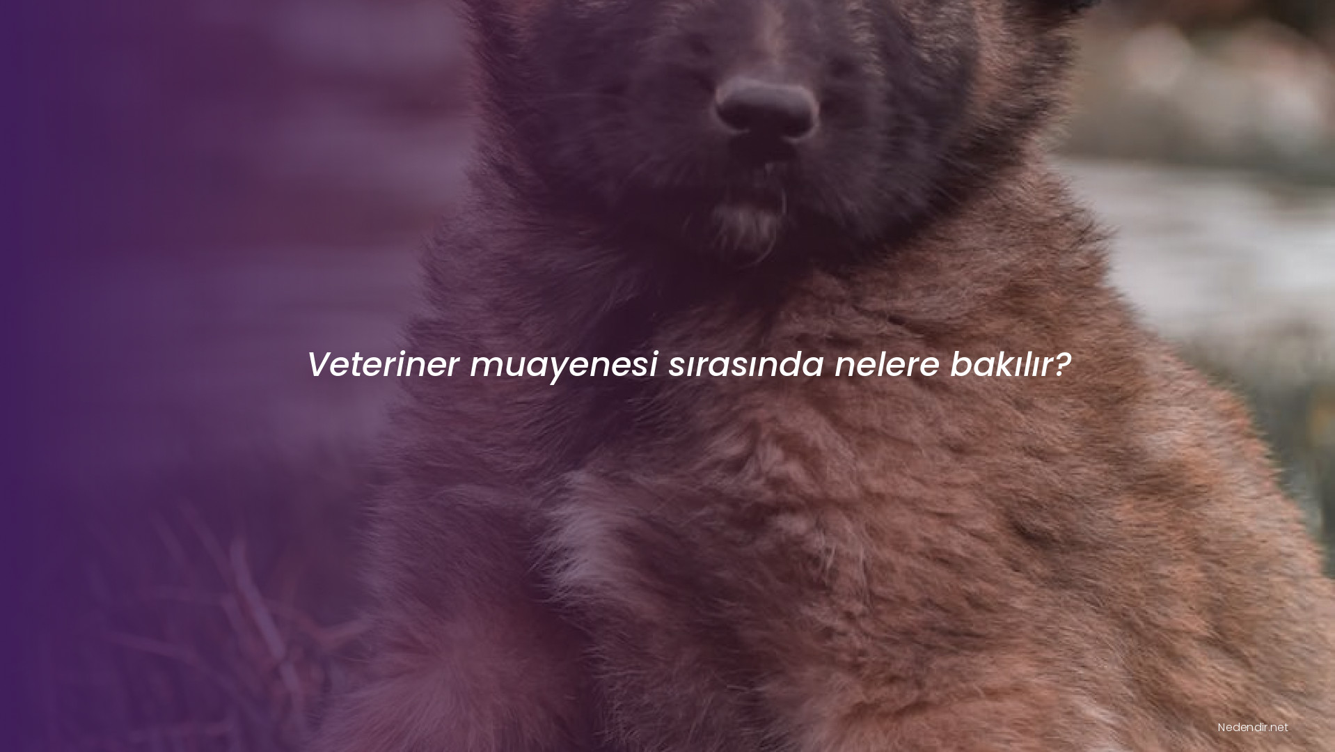 Veteriner muayenesi sırasında nelere bakılır?