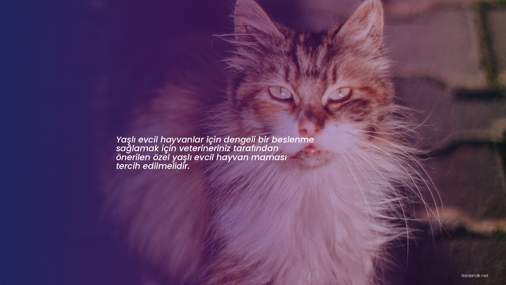 Yaşlı evcil hayvanlar için dengeli bir beslenme sağlamak için veterineriniz tarafından önerilen özel yaşlı evcil hayvan maması tercih edilmelidir. Yaşlı evcil hayvanlar için dengeli bir beslenme sağlamak için veterineriniz tarafından önerilen özel yaşlı evcil hayvan maması tercih edilmelidir.