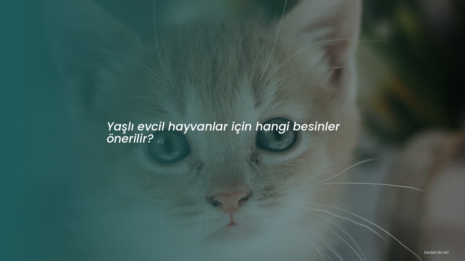 Yaşlı evcil hayvanlar için hangi besinler önerilir? Yaşlı evcil hayvanlar için hangi besinler önerilir?