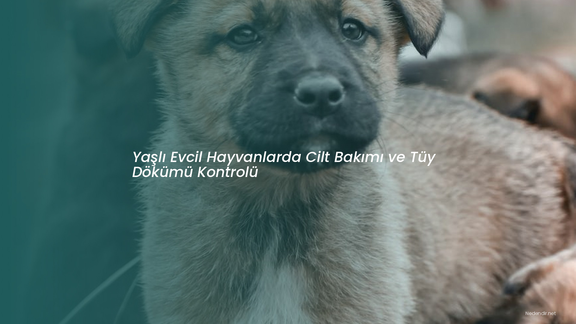 Yaşlı Evcil Hayvanlarda Cilt Bakımı ve Tüy Dökümü Kontrolü Yaşlı Evcil Hayvanlarda Cilt Bakımı ve Tüy Dökümü Kontrolü
