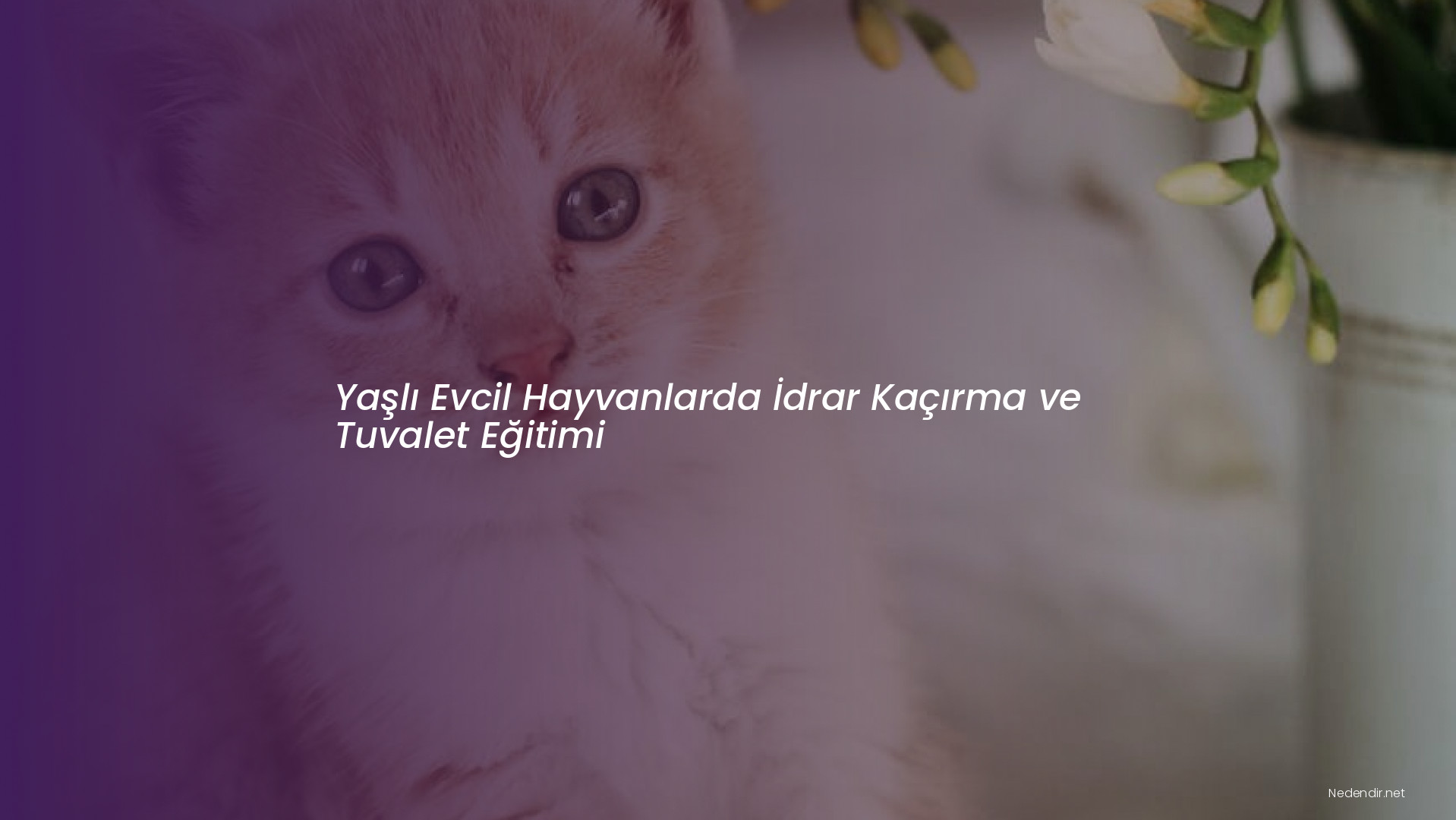 Yaşlı Evcil Hayvanlarda İdrar Kaçırma ve Tuvalet Eğitimi Yaşlı Evcil Hayvanlarda İdrar Kaçırma ve Tuvalet Eğitimi