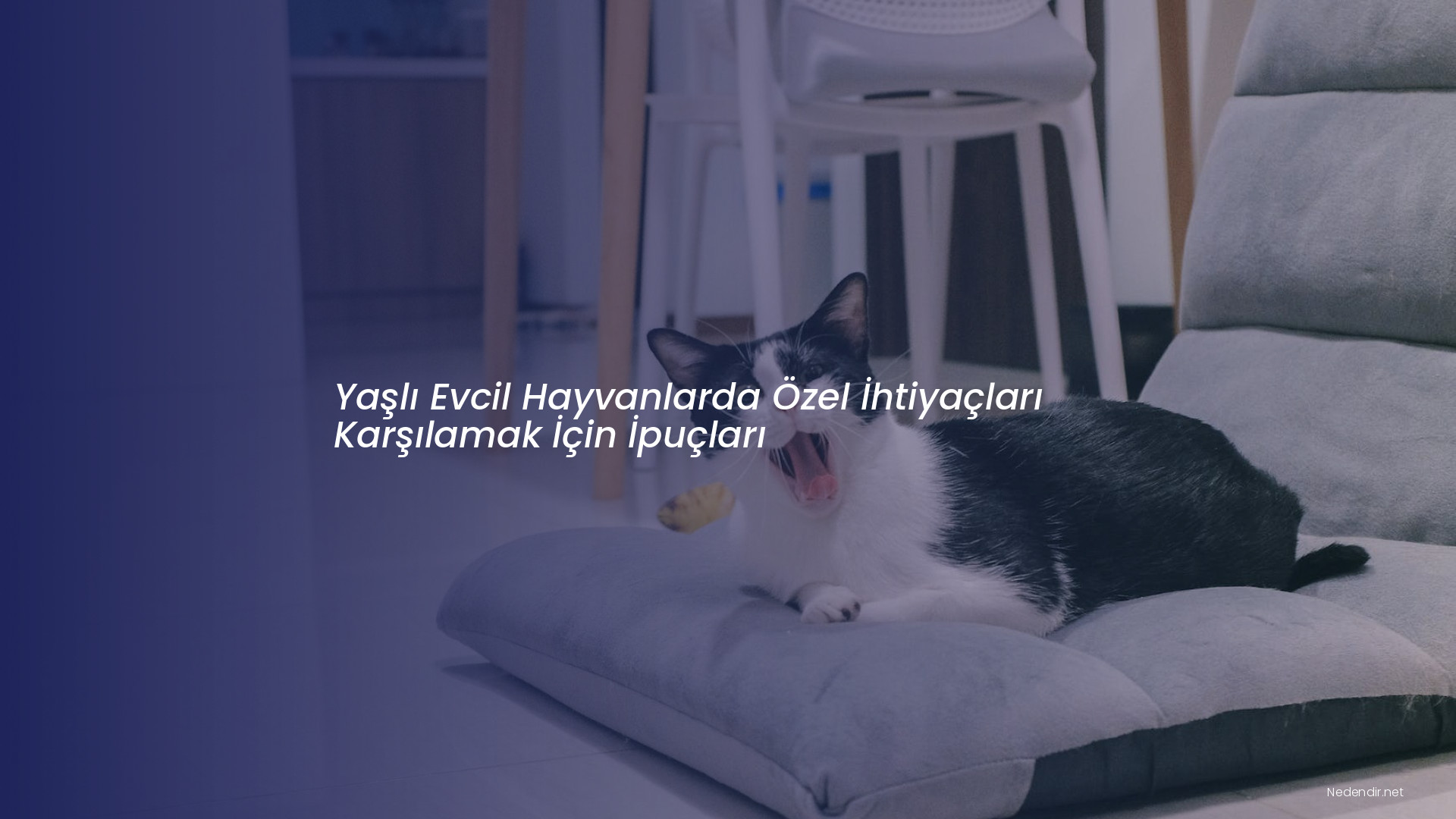 Yaşlı Evcil Hayvanlarda Özel İhtiyaçları Karşılamak İçin İpuçları Yaşlı Evcil Hayvanlarda Özel İhtiyaçları Karşılamak İçin İpuçları